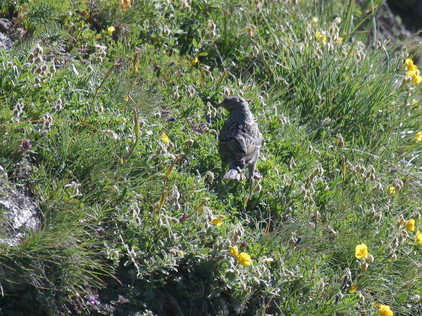 accenteur_alpin_-_prunella_collaris2bd