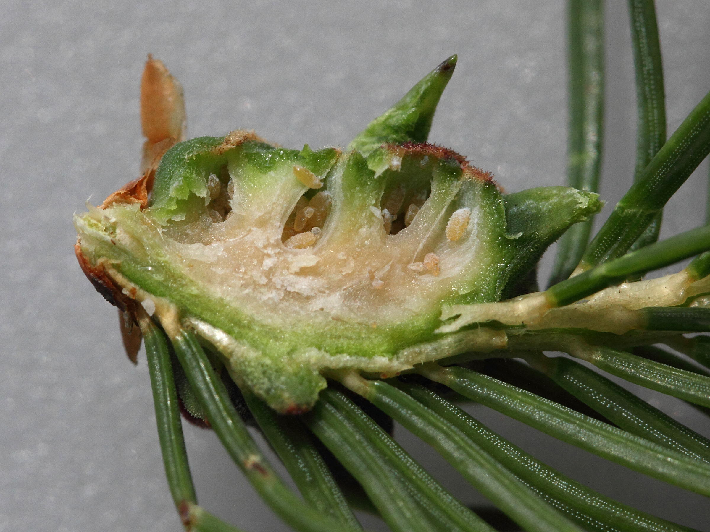 adelges_abietis_galle3md