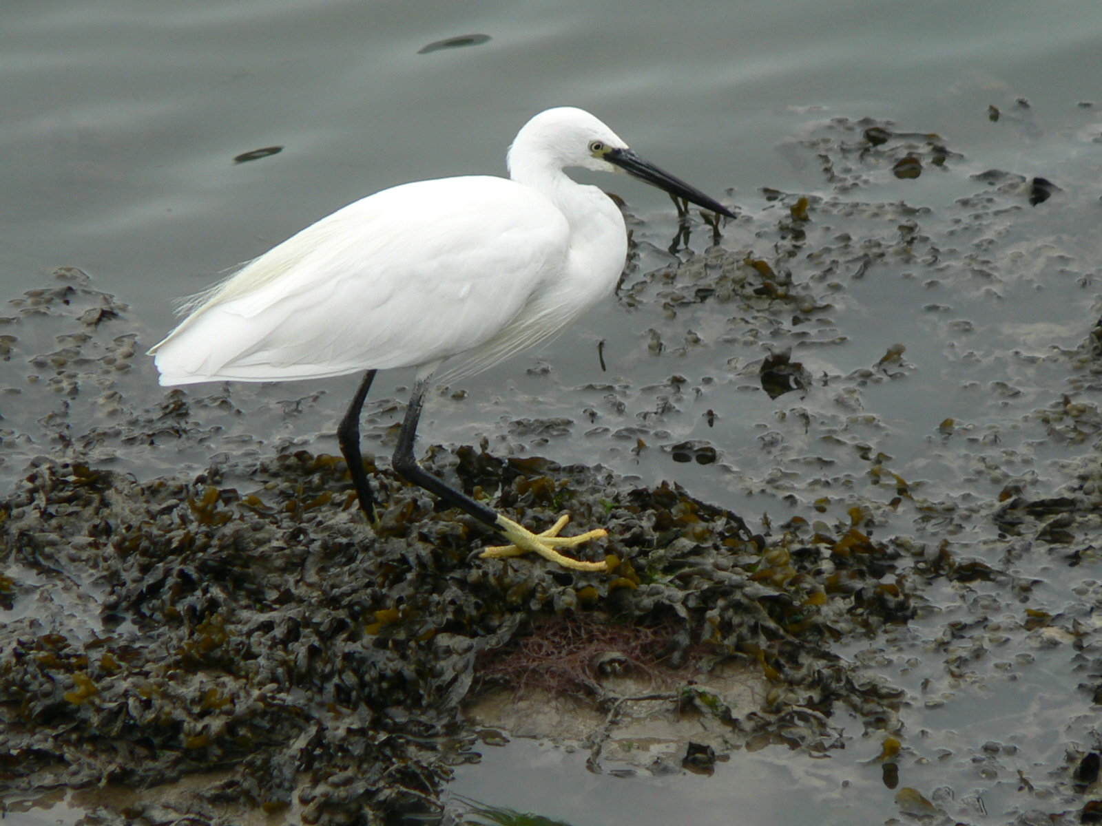 aigrette_garzette_-_egretta_garzetta2gc