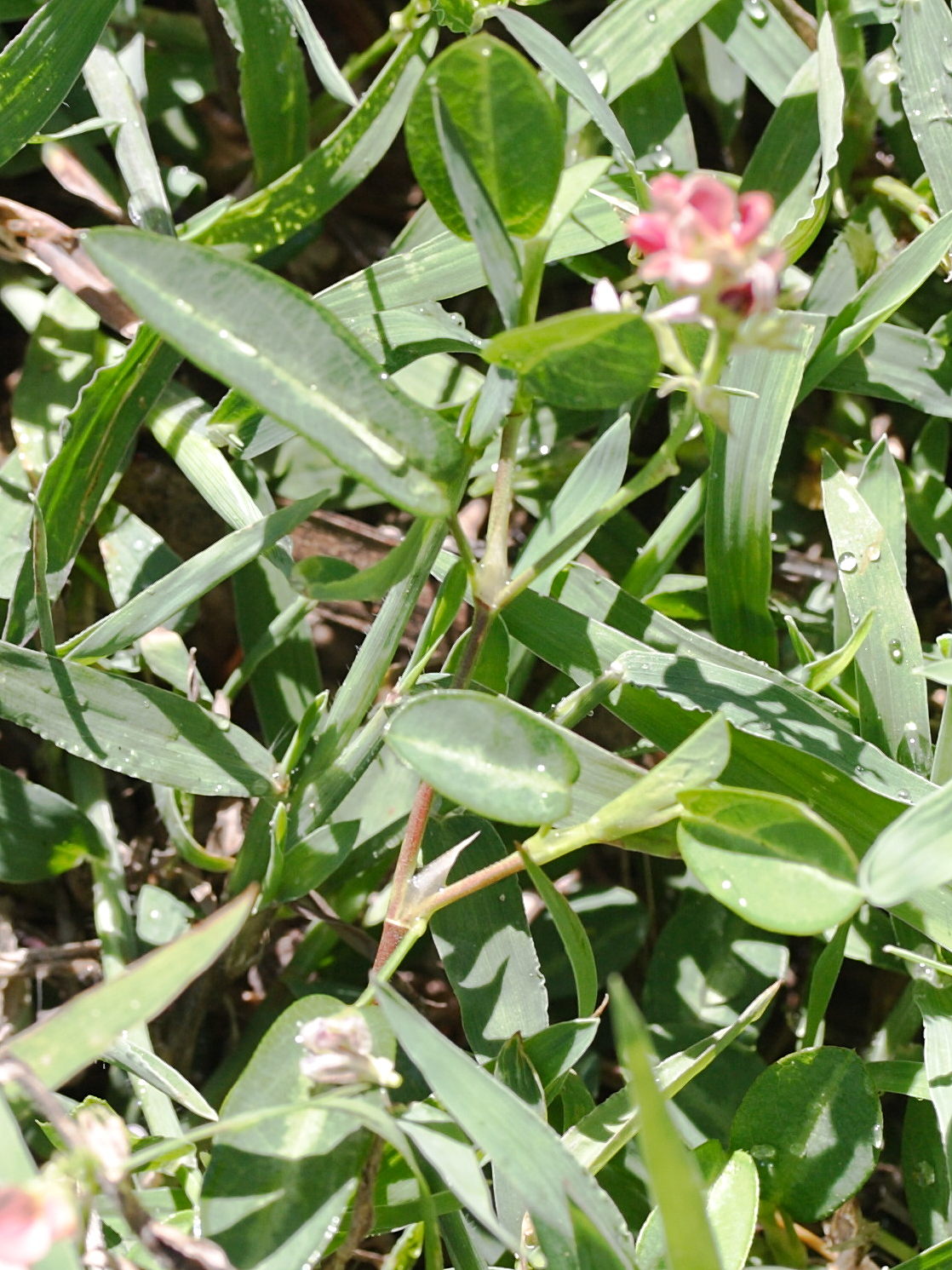 alysicarpus_vaginalis3md