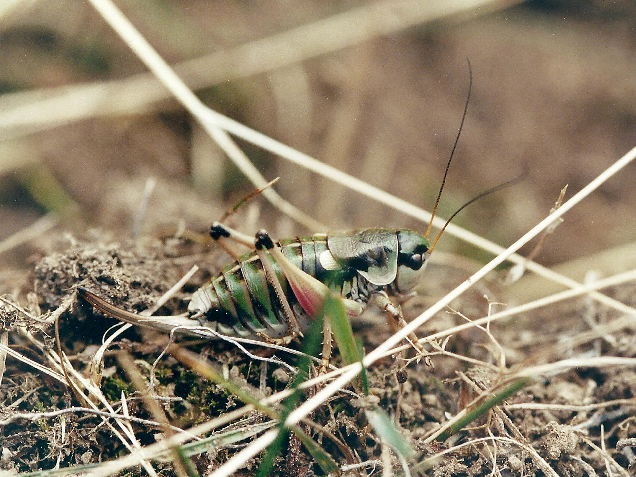 anonconotus_alpinus2md