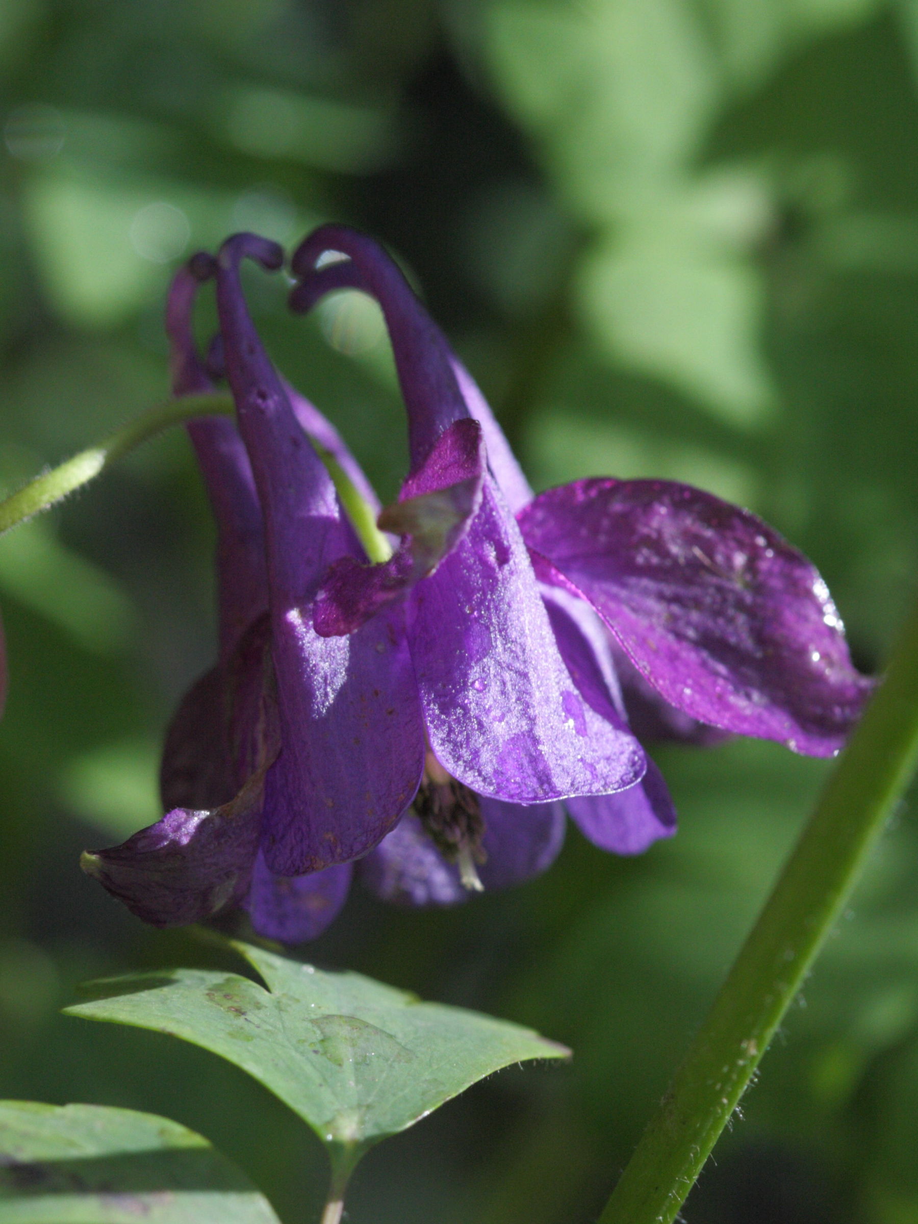 aquilegia_einseleana2bd