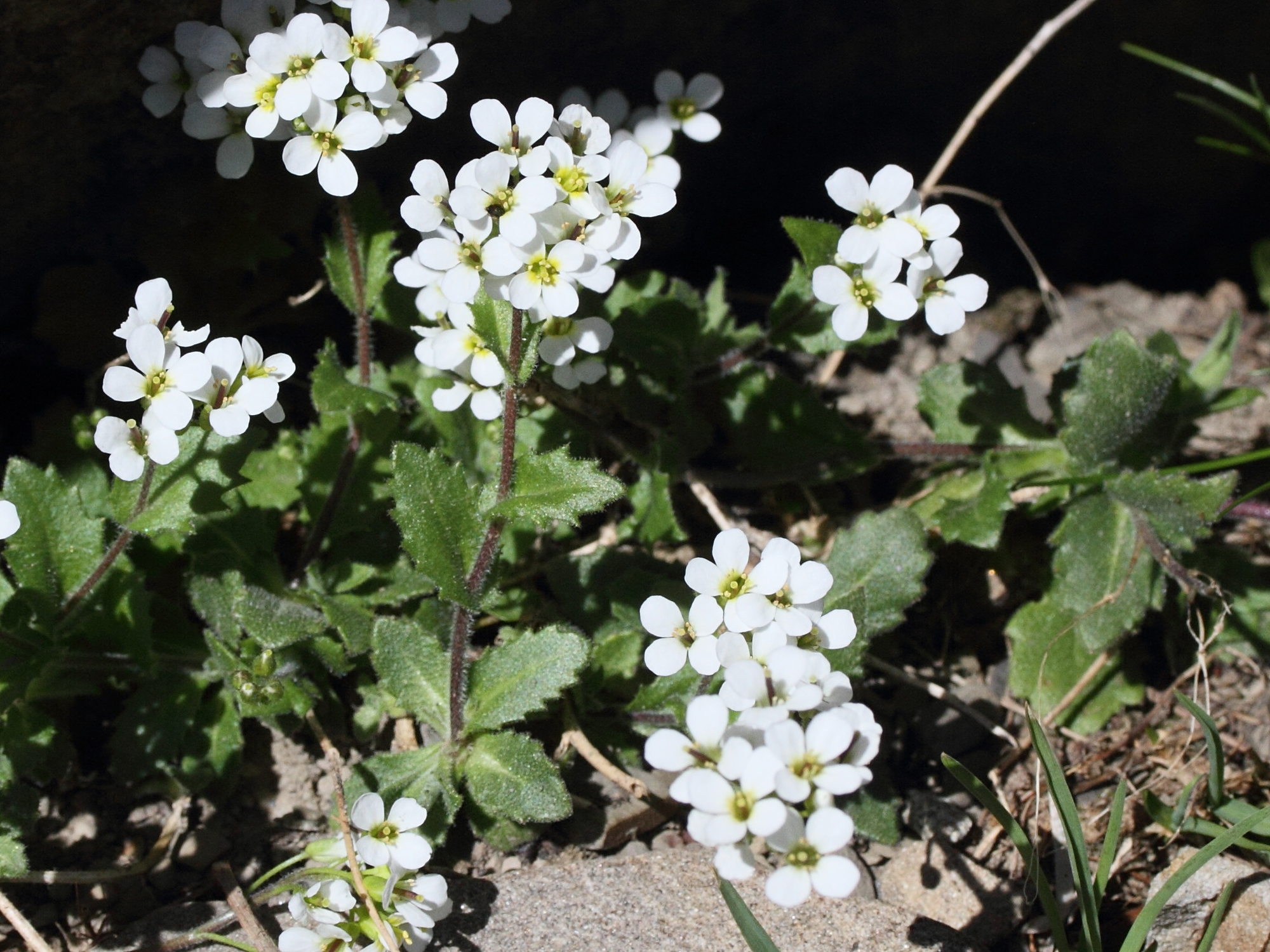 Afficher le média Arabis_alpina Arabis_alpina