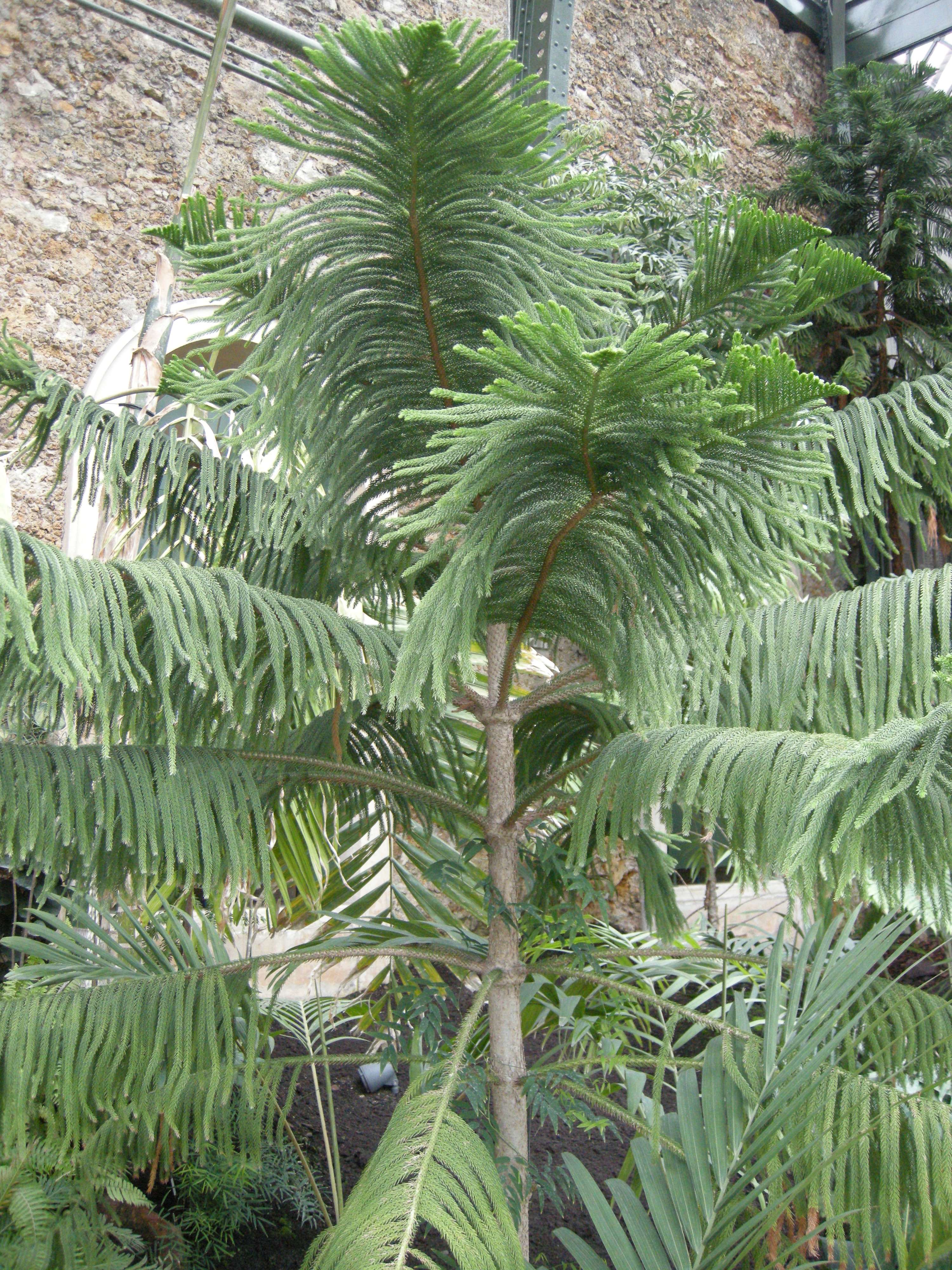 araucaria_subulata2md
