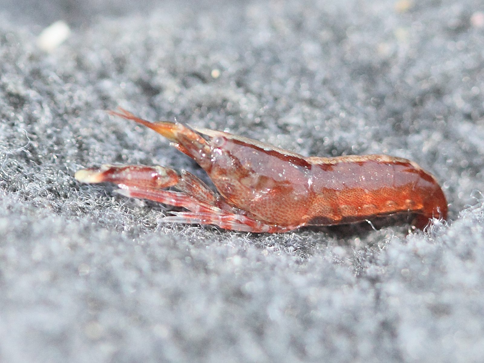 athanas_nitescens2bd