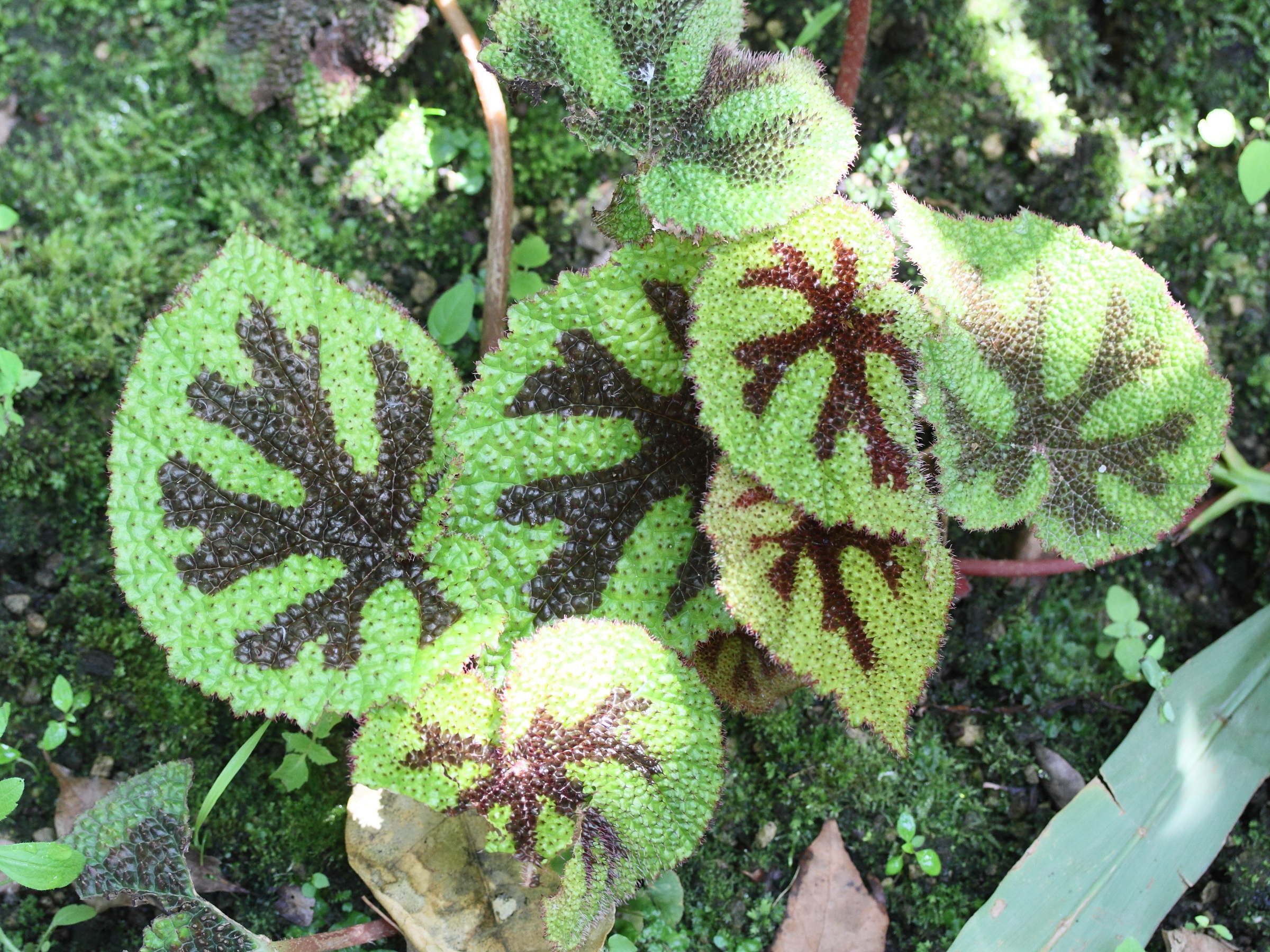 Afficher le média begonia_masoniana1md begonia_masoniana1md