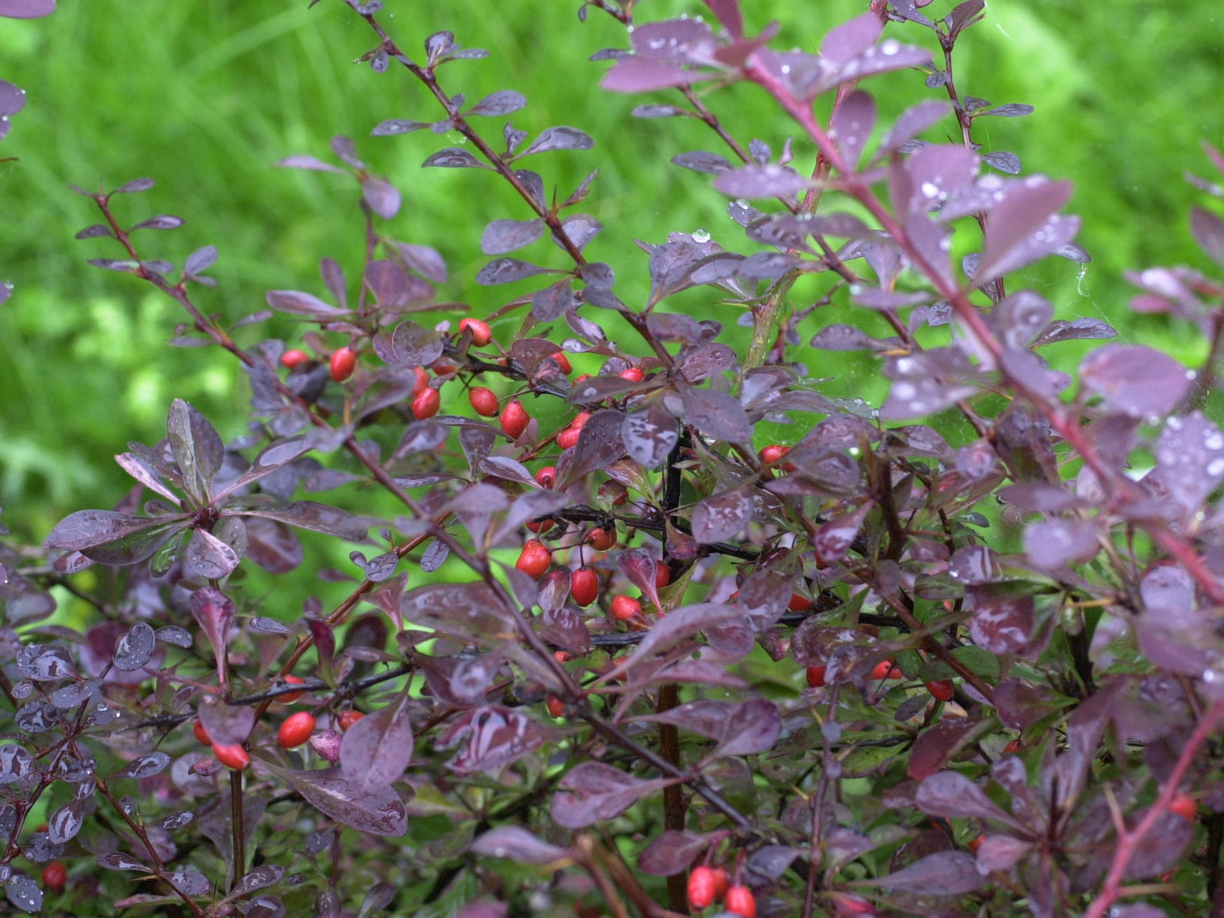 berberis_atropurpureum2md