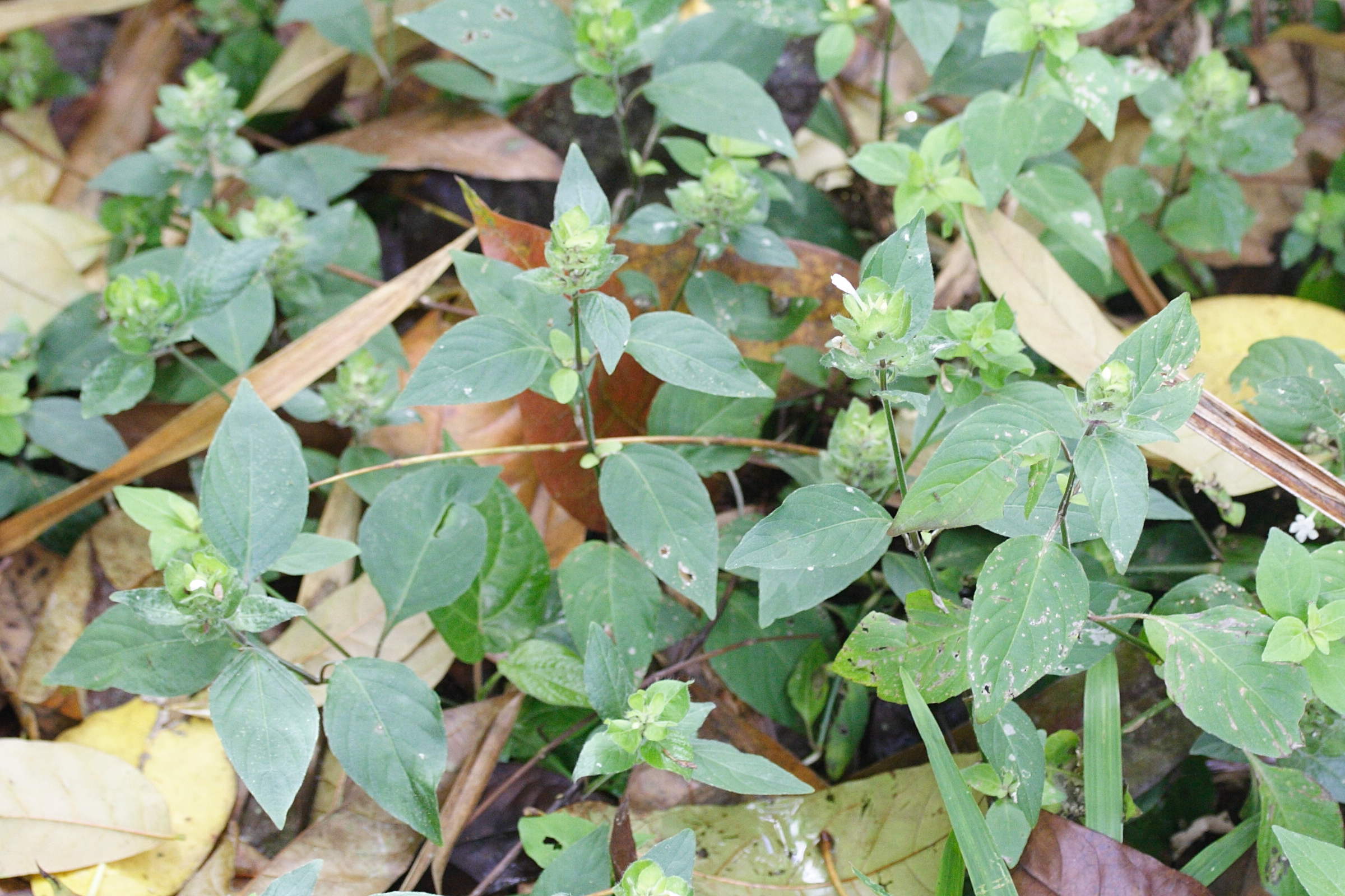 blechum_pyramidatum5md