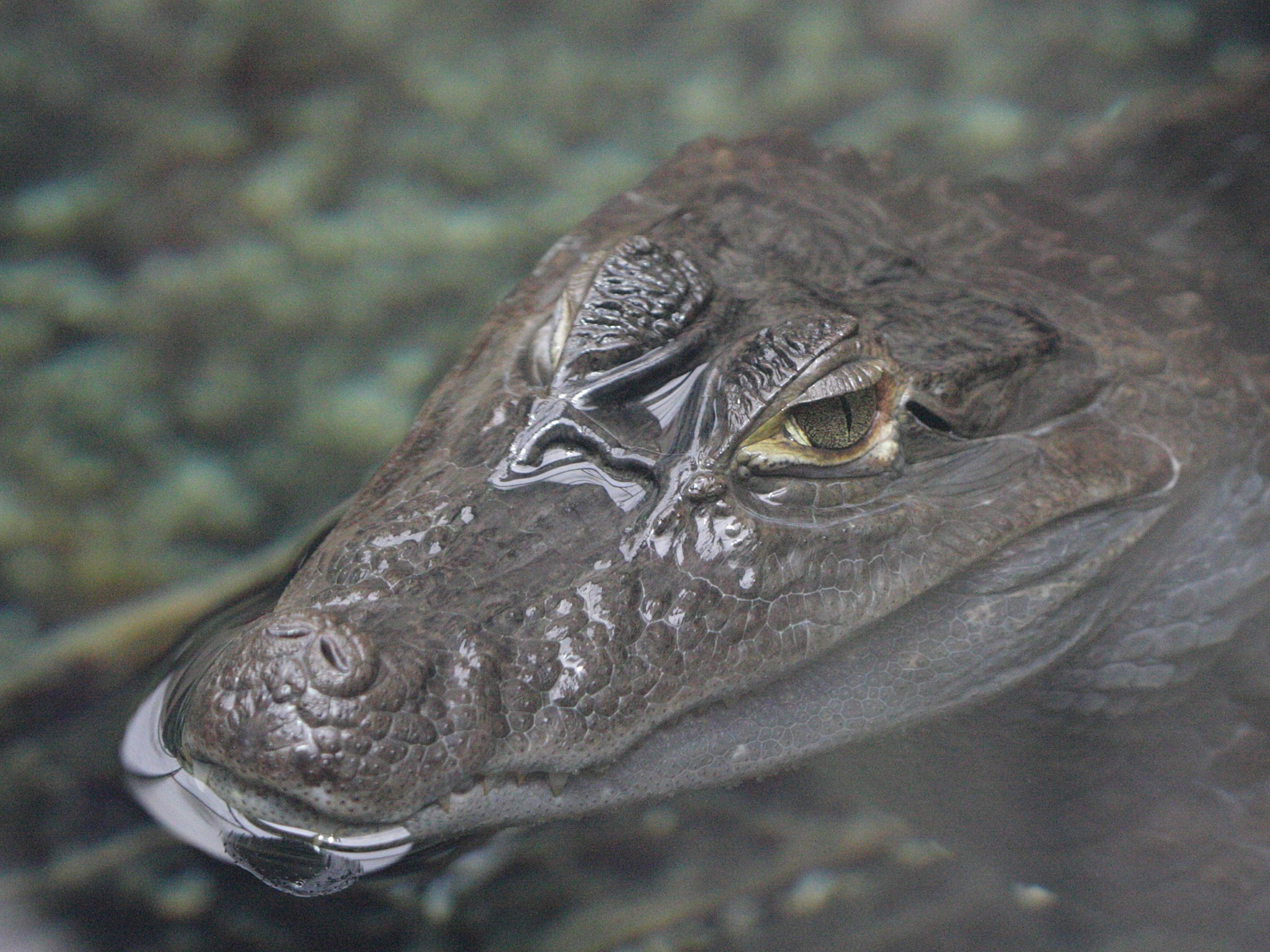 Afficher le média caiman_crocodilus4bd caiman_crocodilus4bd