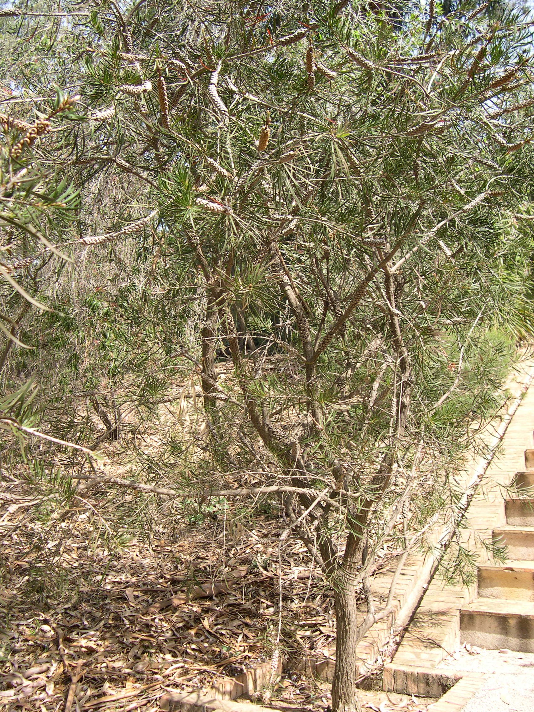 Afficher le média callistemon_rigidus3md callistemon_rigidus3md