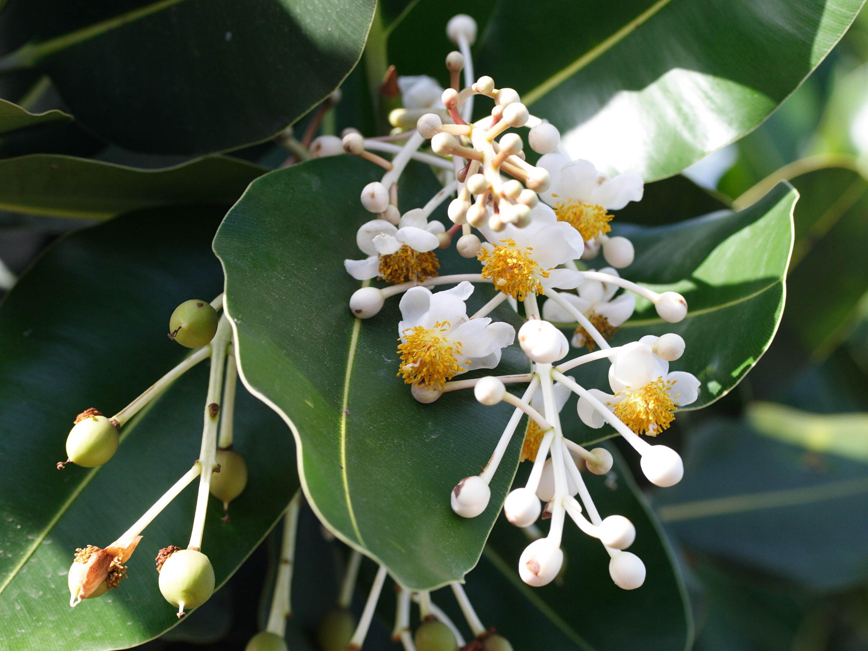 calophyllum_calaba11md