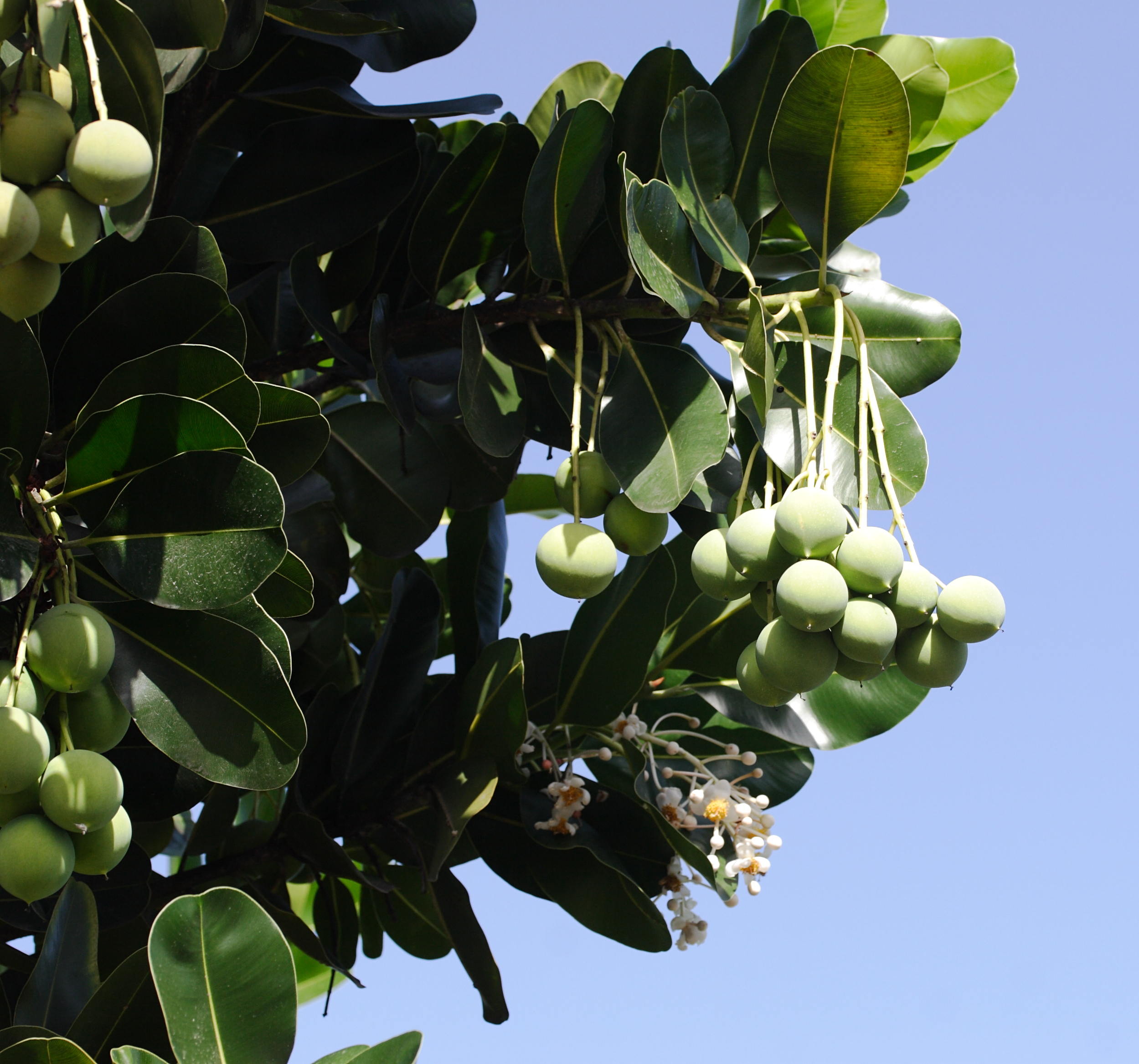 calophyllum_calaba9md
