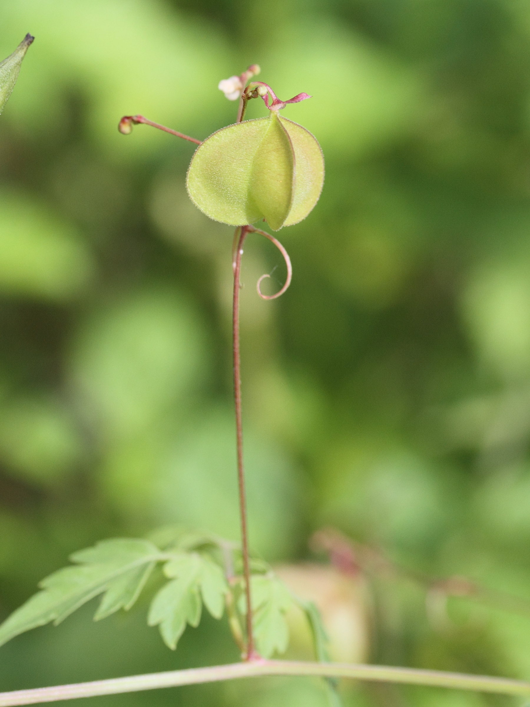 Afficher le média cardiospermum_halicacabum2md cardiospermum_halicacabum2md