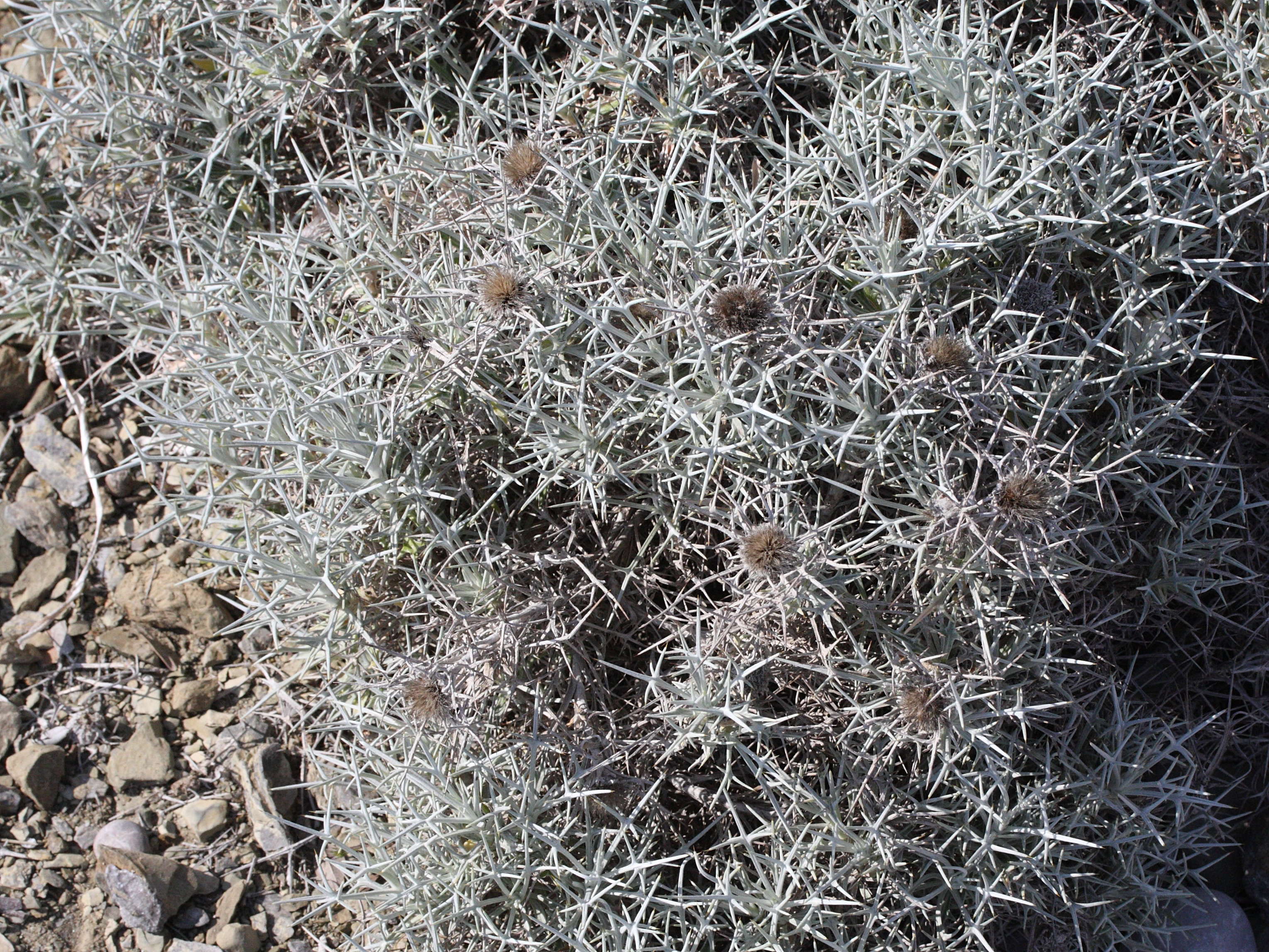 carlina_tragacanthifolia1md