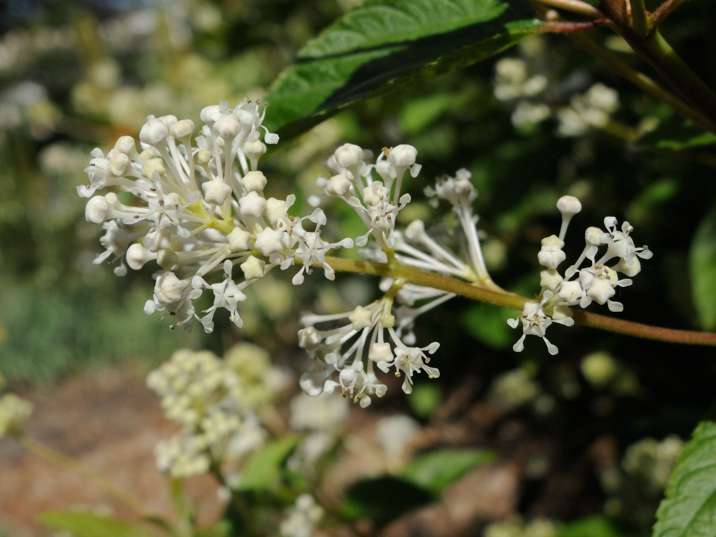 ceanothus_americanus2md