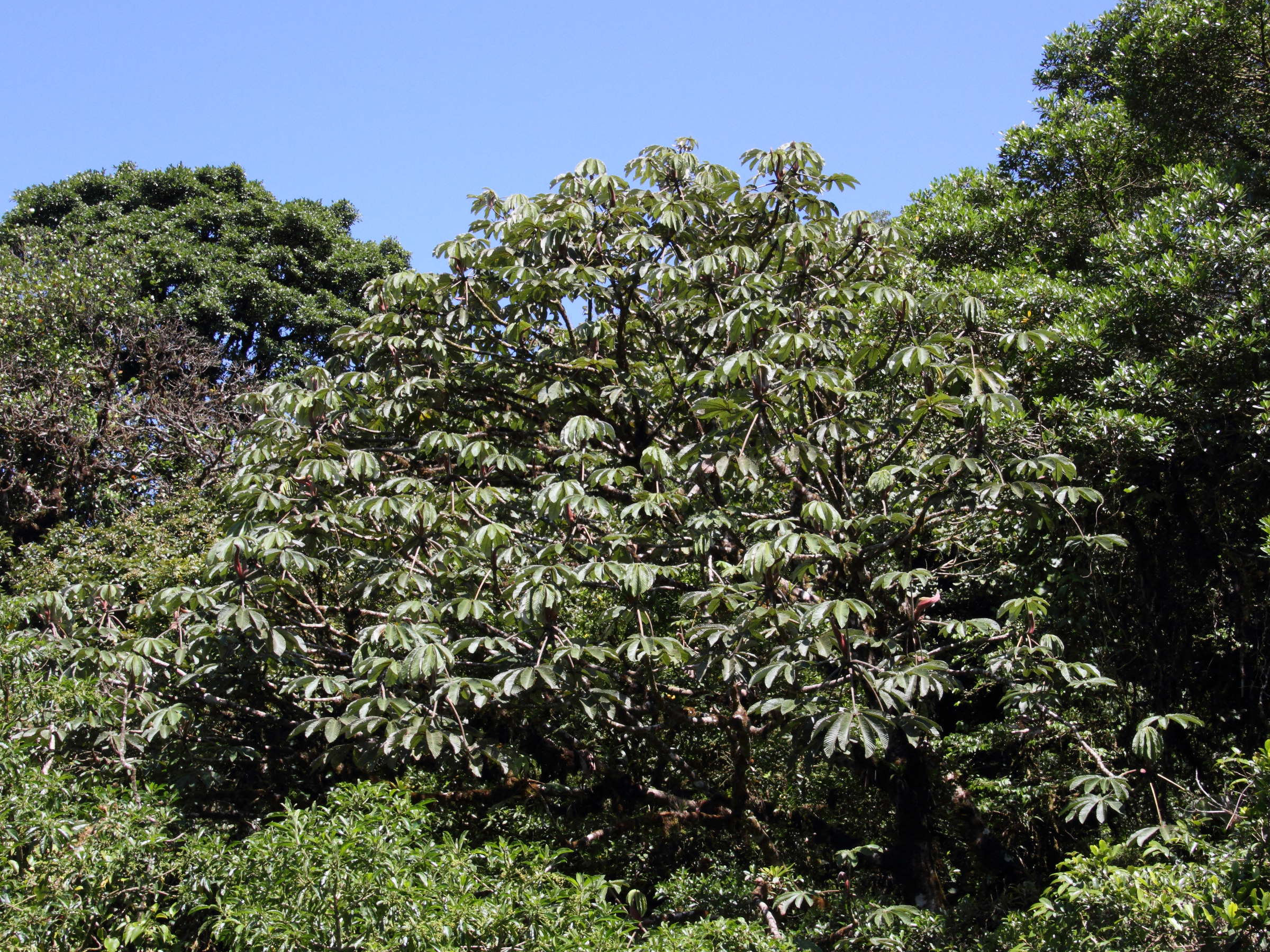 cecropia_polyphlebia2md