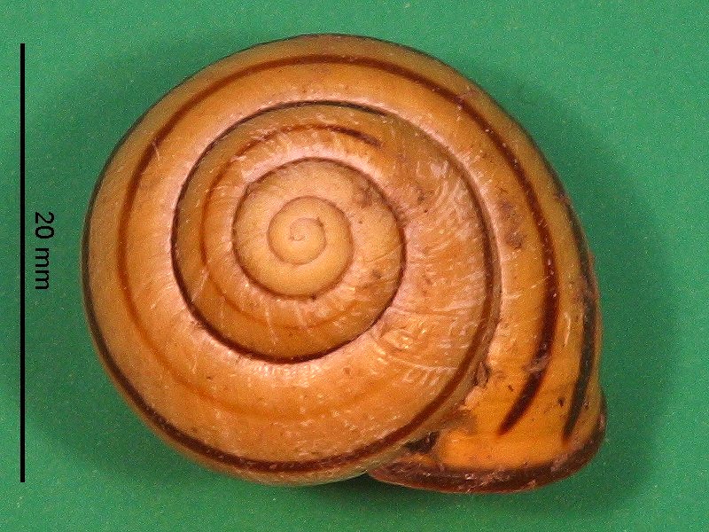 cepaea_nemoralis1cmd