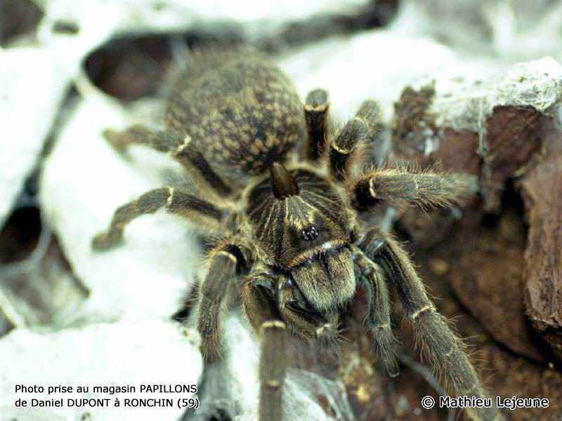 ceratogyrus_marshalli3ml