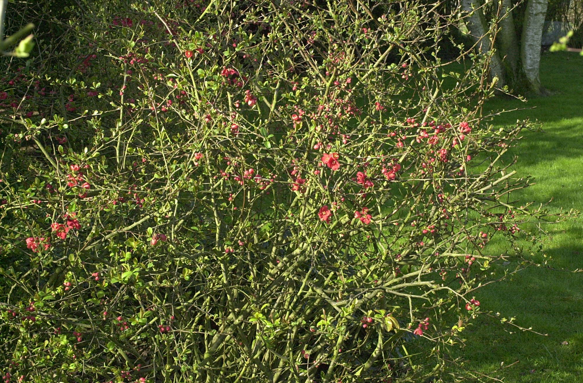 chaenomeles_japonica1amd