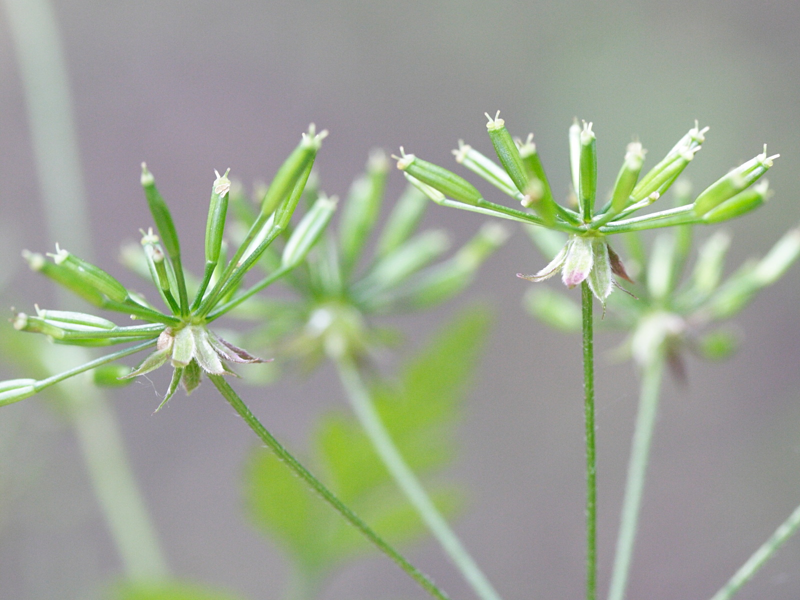 chaerophyllum_temulum3md