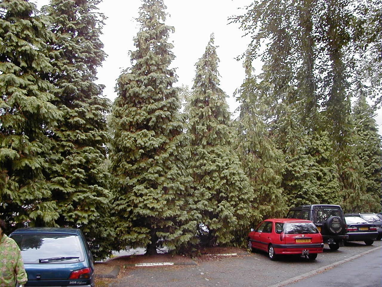 chamaecyparis_lawsoniana2md