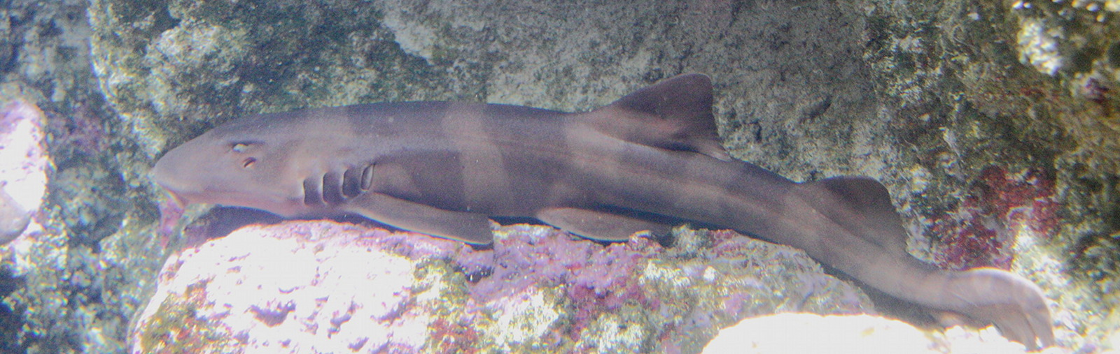 chiloscyllium_punctatum2sd