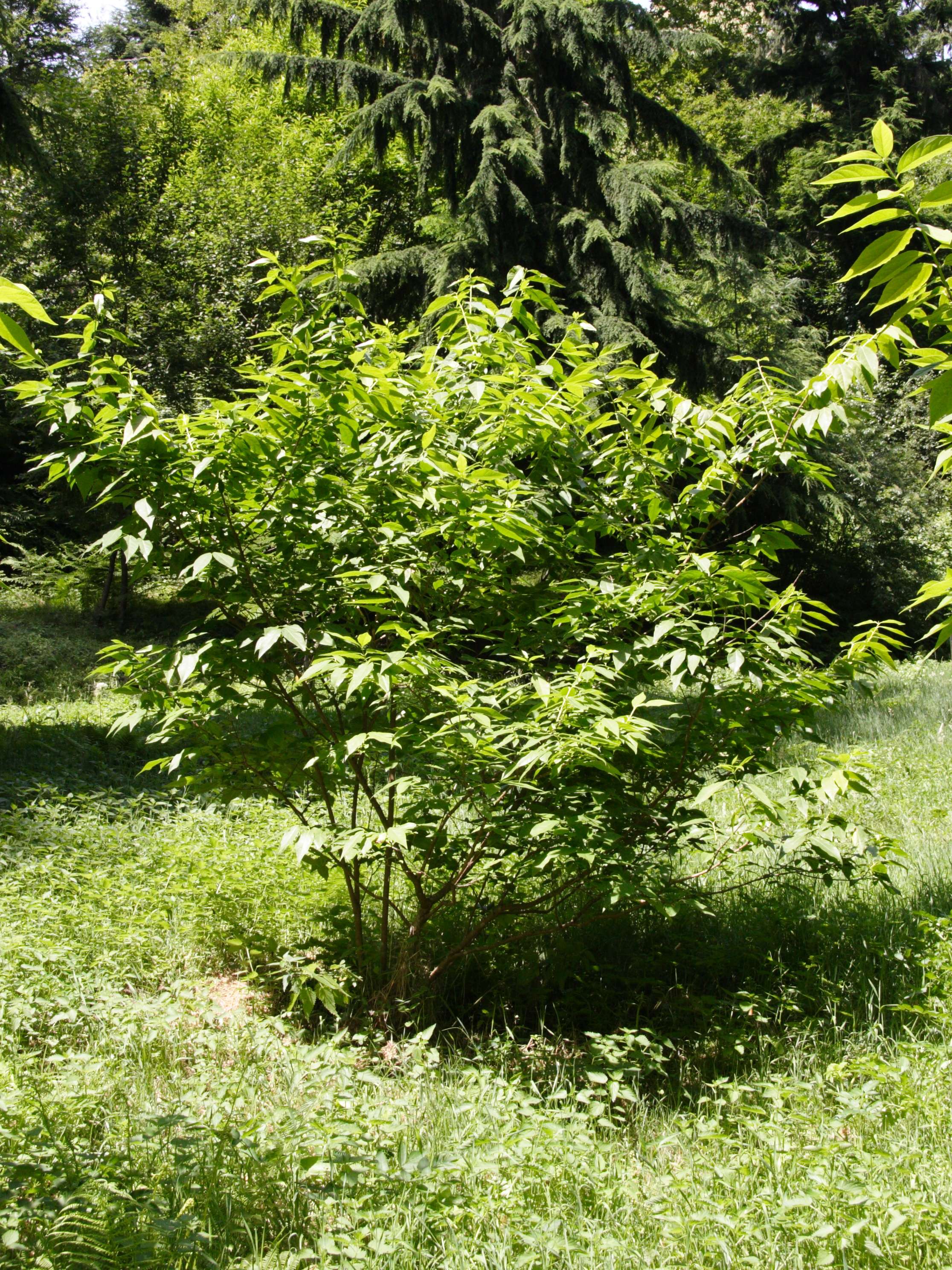 Afficher le média chimonanthus_praecox1md chimonanthus_praecox1md