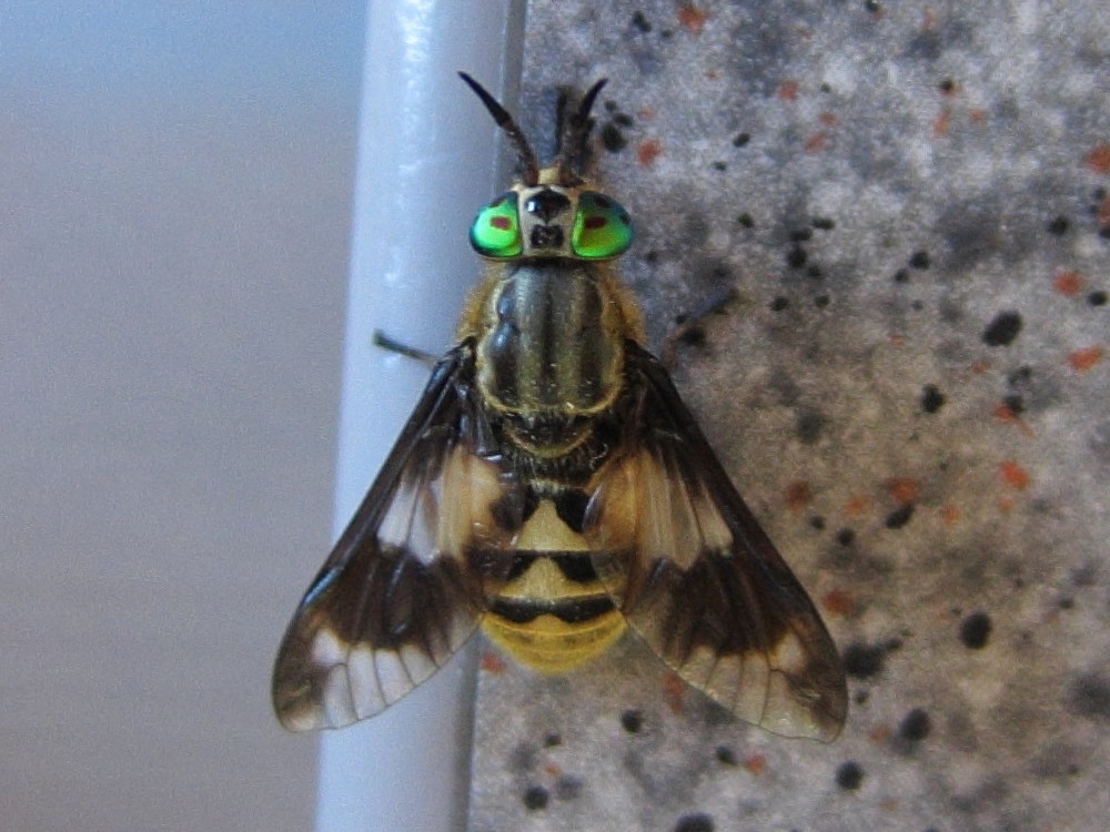 chrysops_relictus3bd