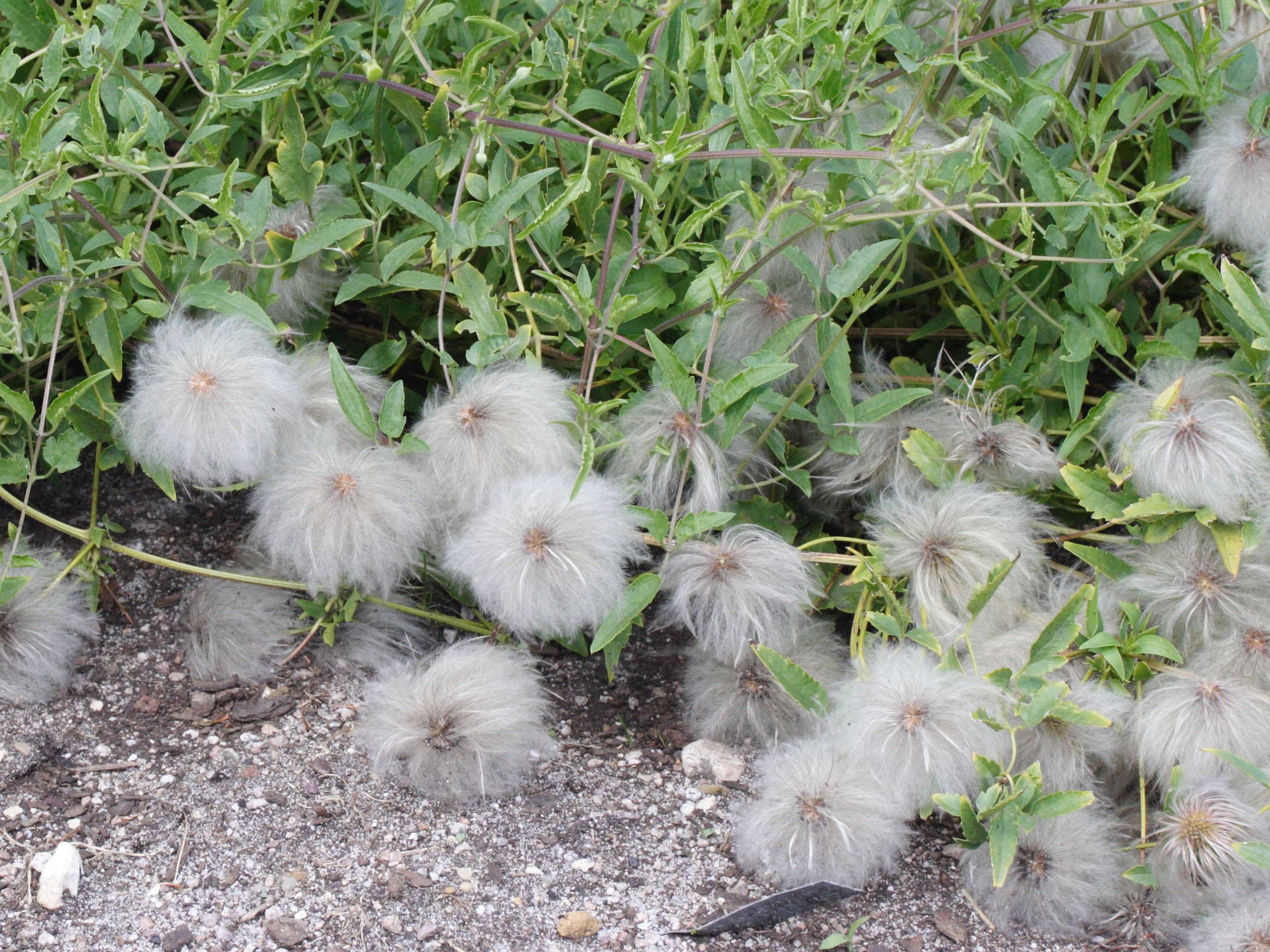 clematis_tangutica3md