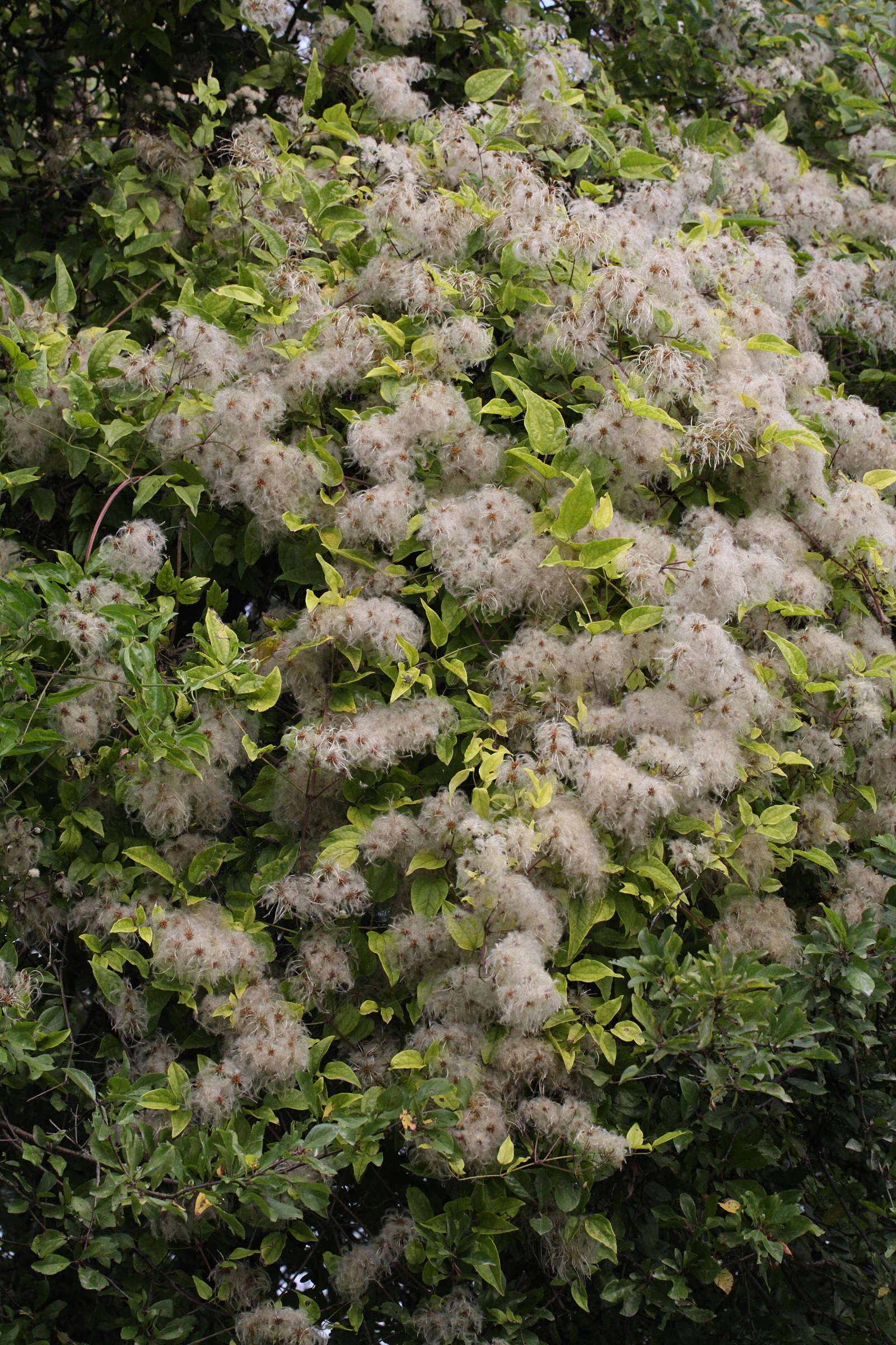 clematis_vitalba3amd