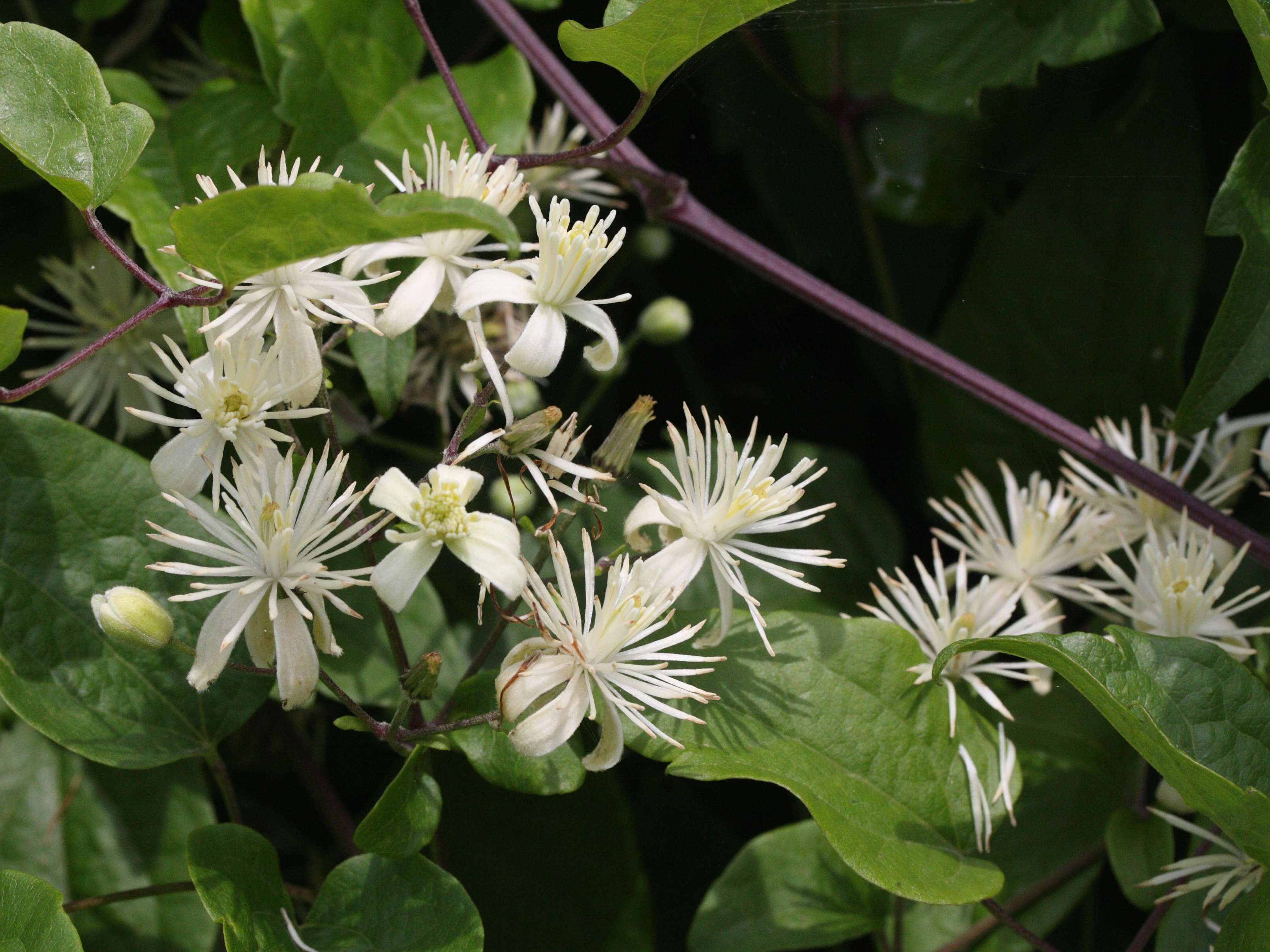 clematis_vitalba4md