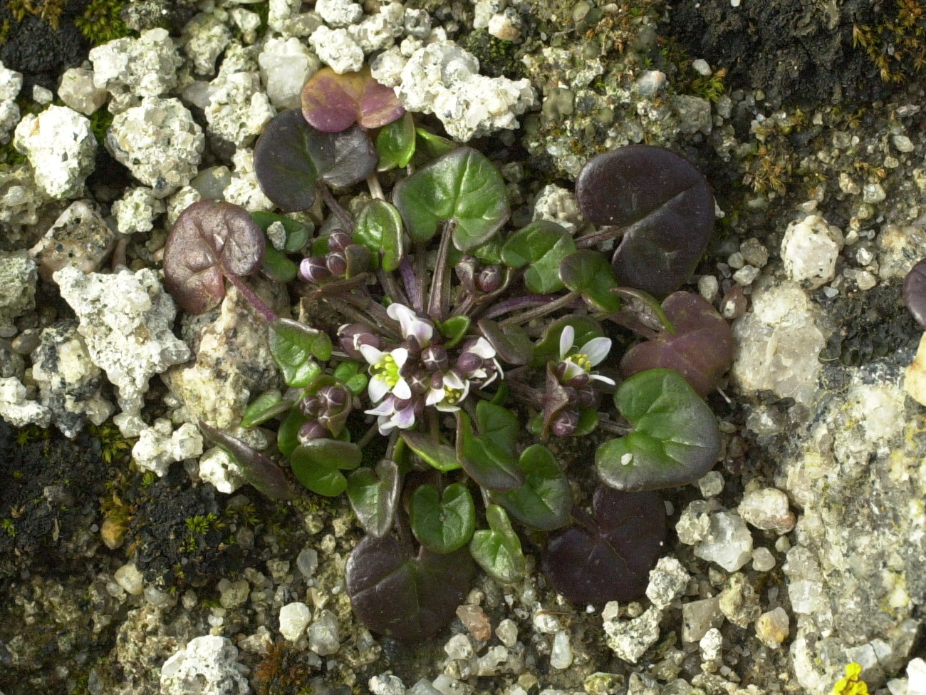 Afficher le média cochlearia_danica4md cochlearia_danica4md