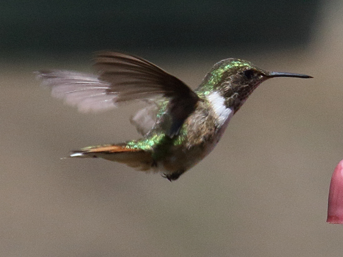 colibri_flammule_-_selasphorus_flammula3bd