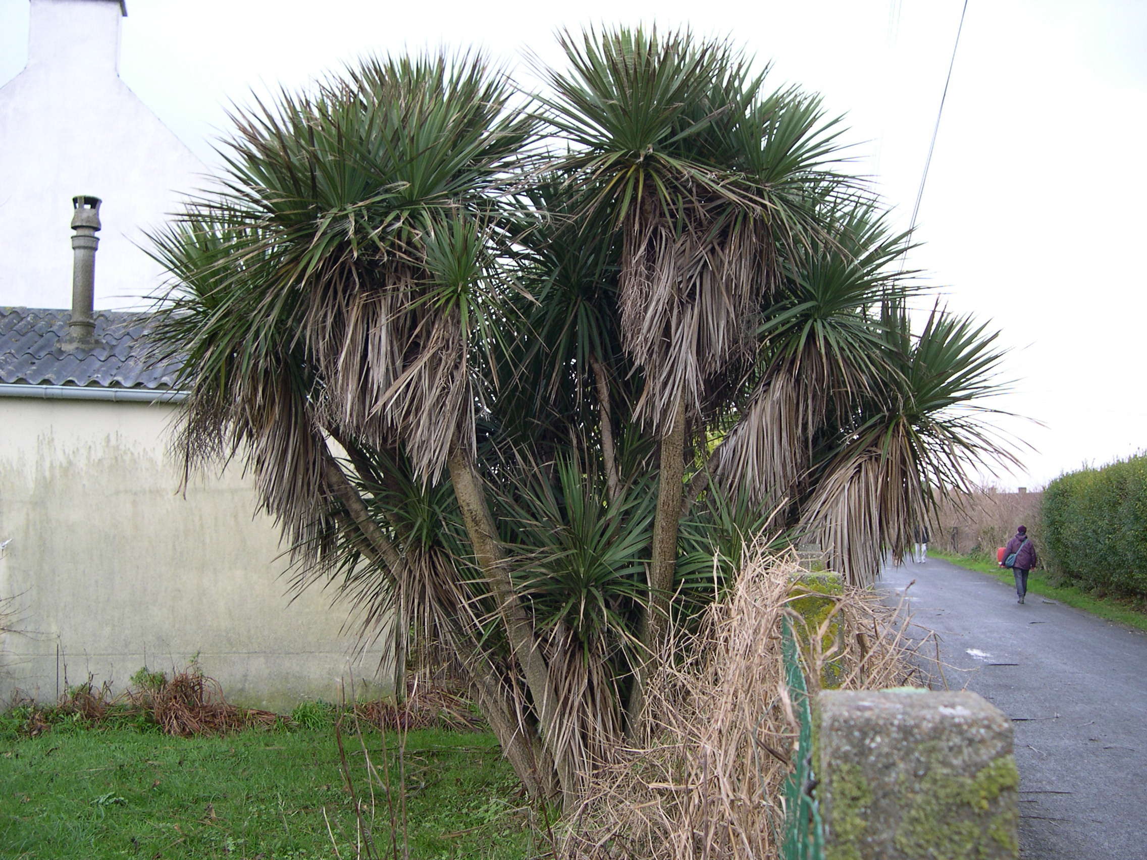 cordyline_australis1md