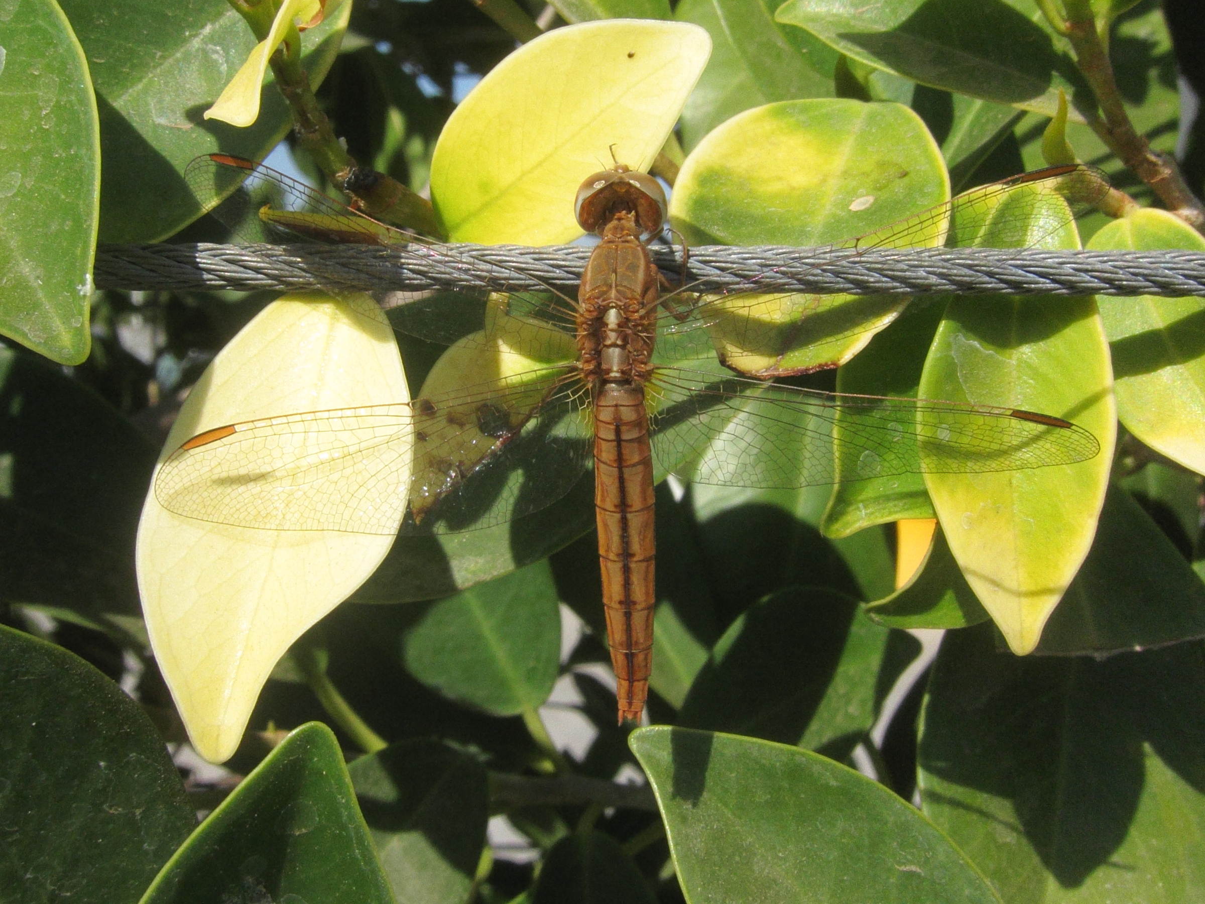 crocothemis_servilia2bd