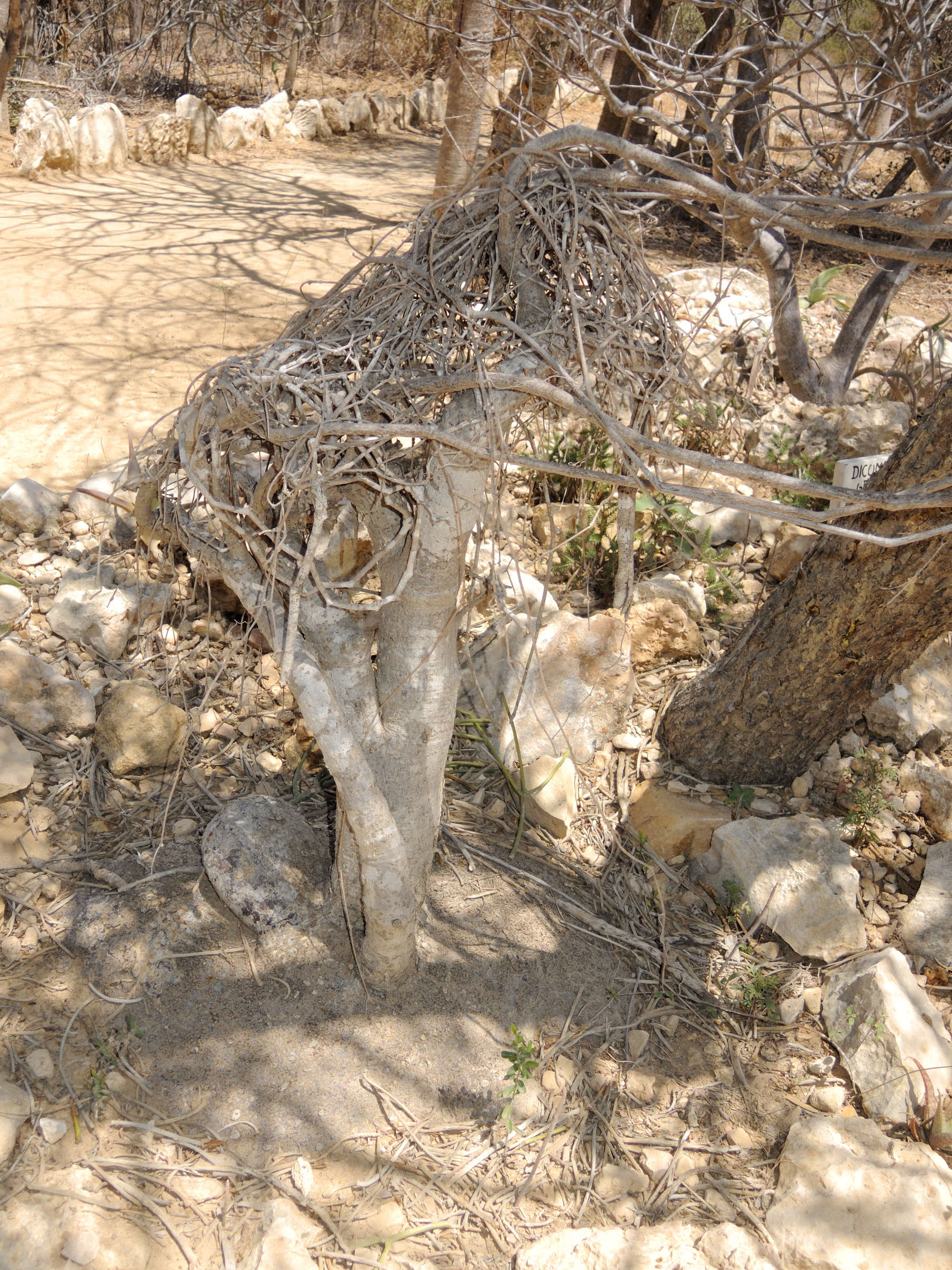 Cyphpstemma_montagnacii