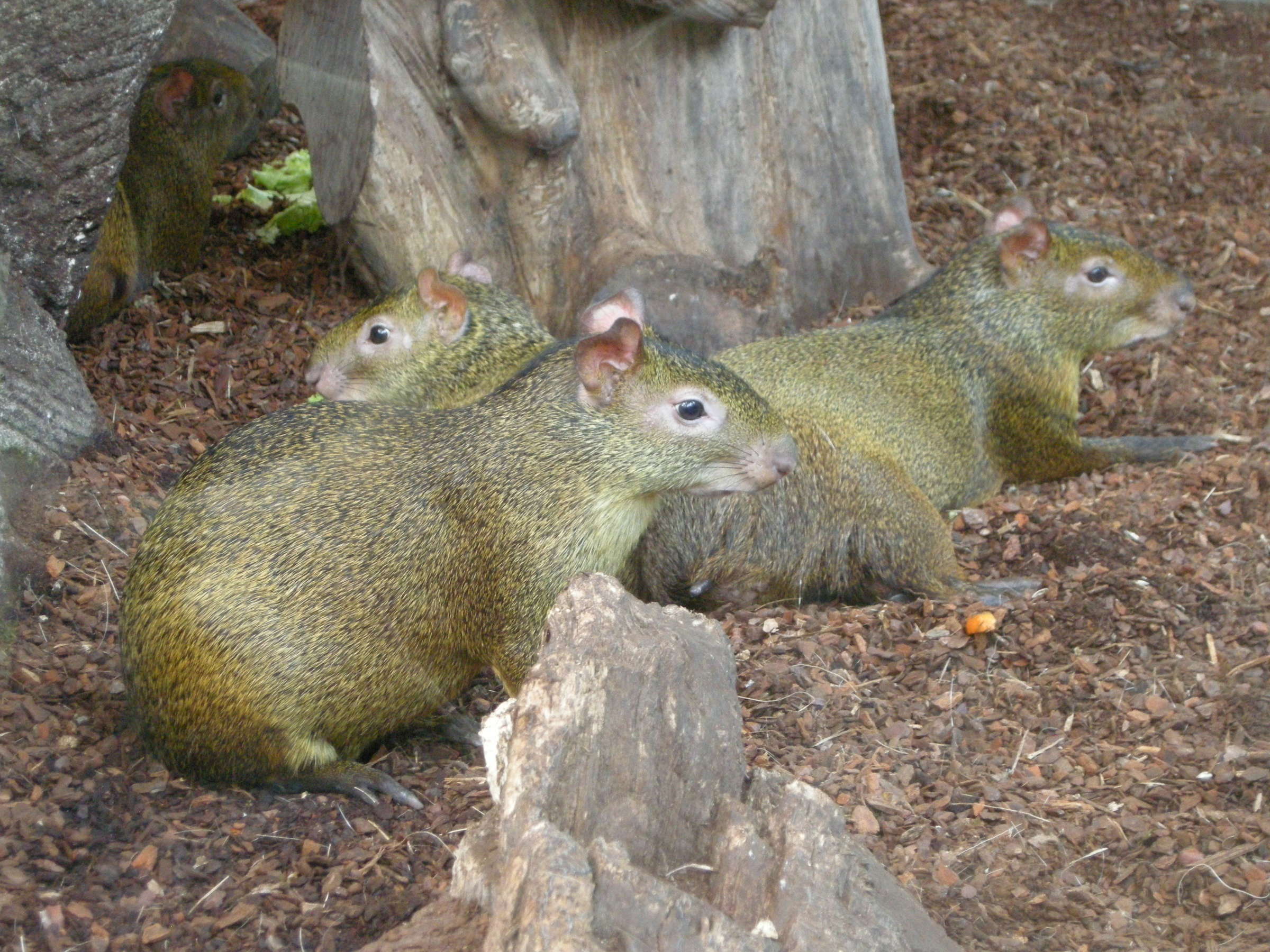 dasyprocta_azarae1md