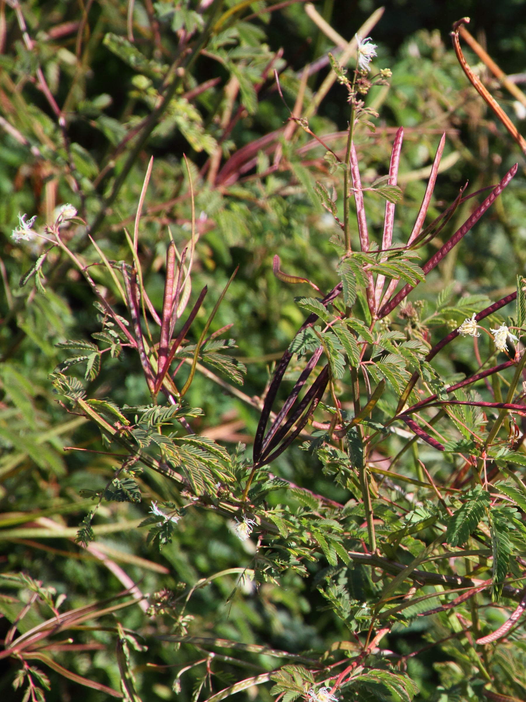 desmanthus_virgatus7md