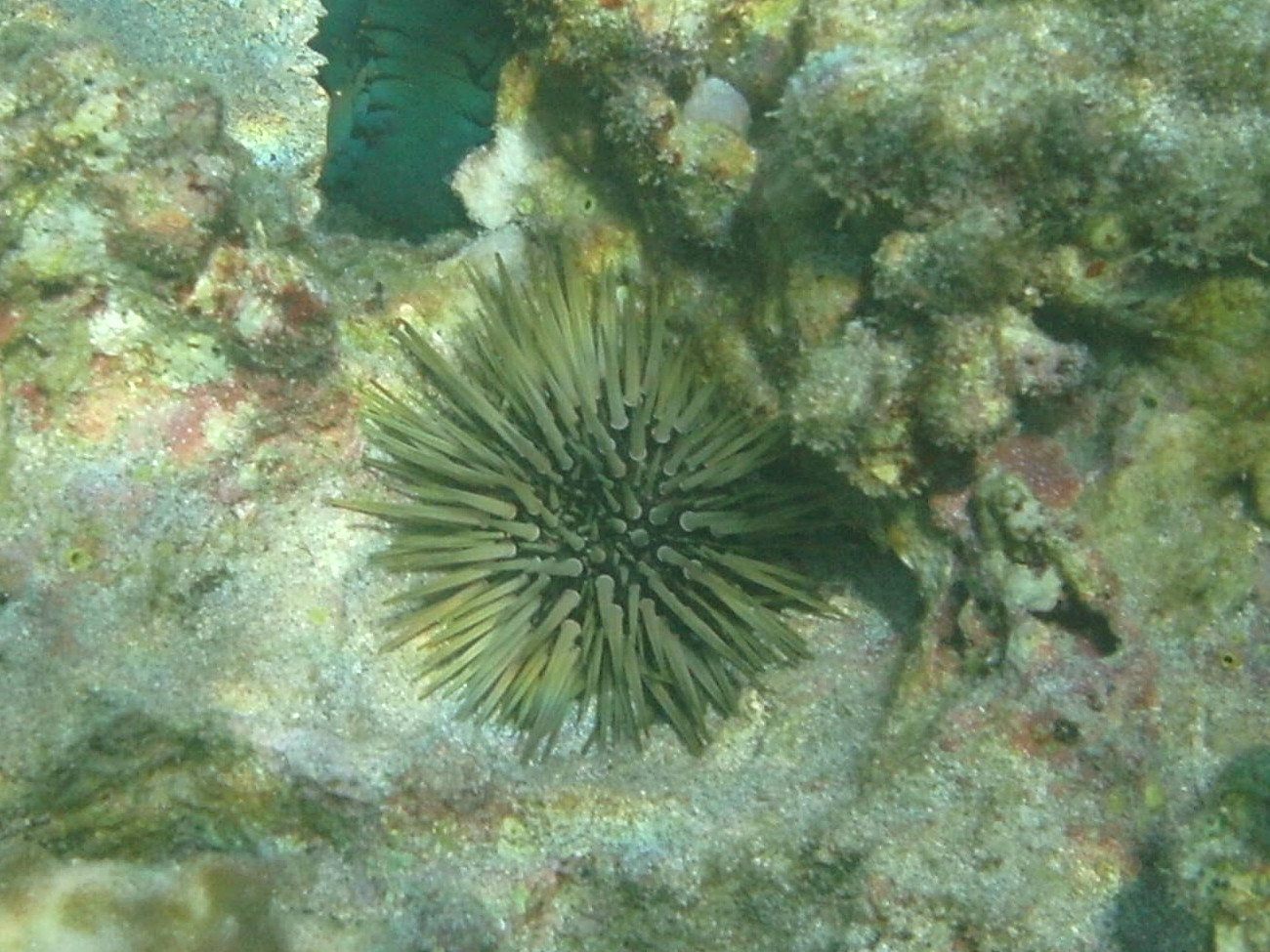 Echinometra_mathaei