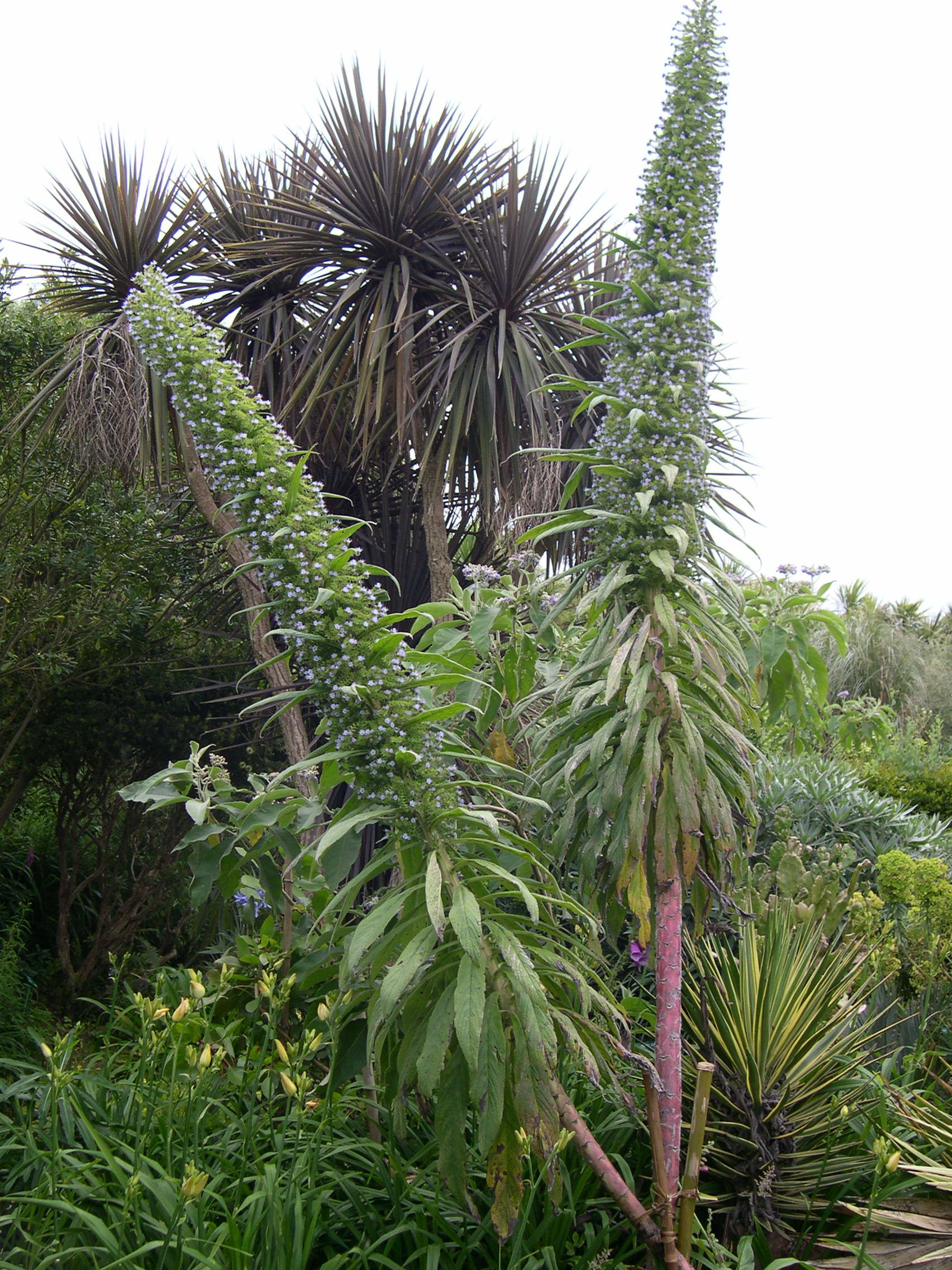 echium_pininana3md
