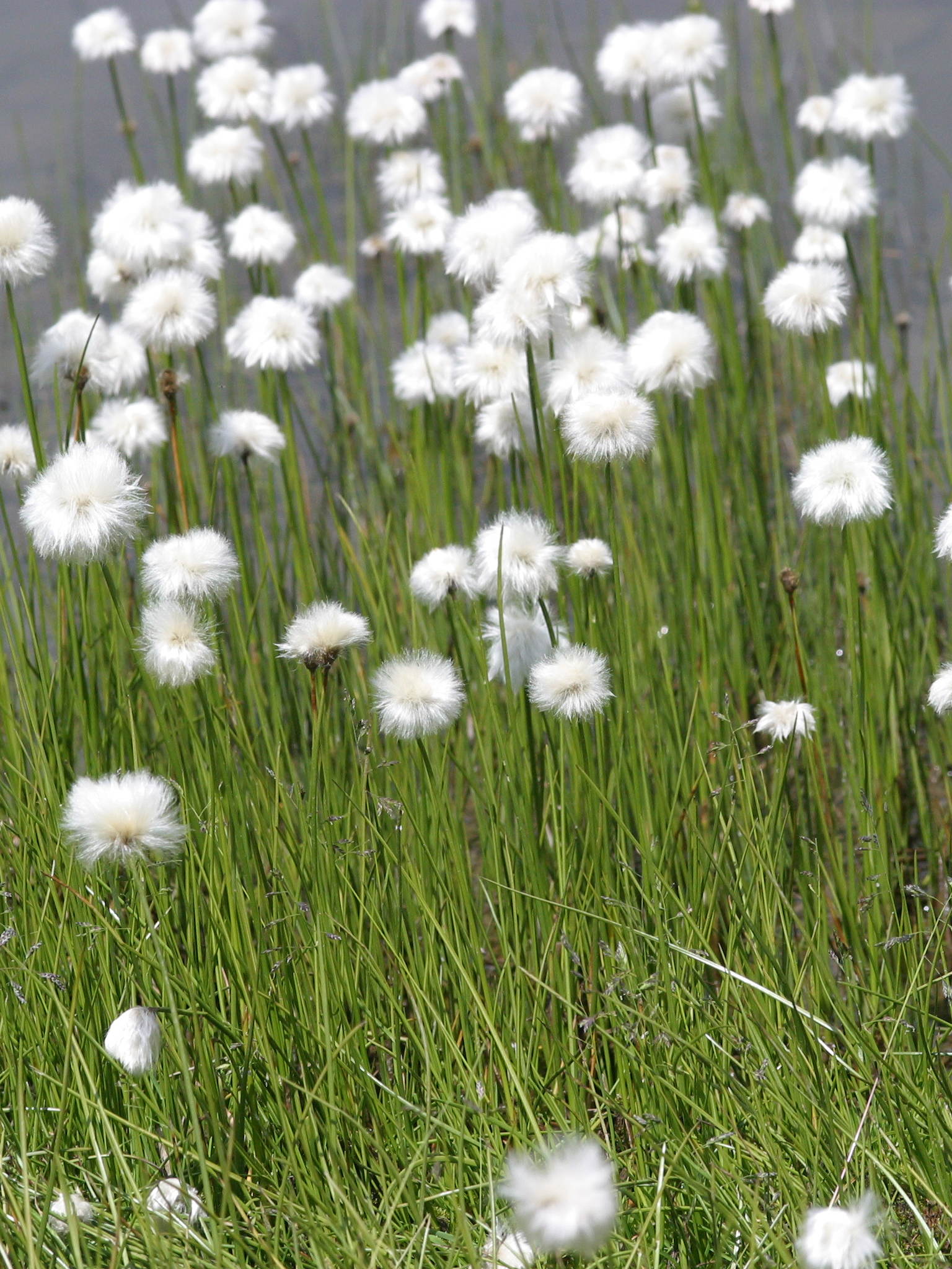 eriophorum_scheuchzeri3bd