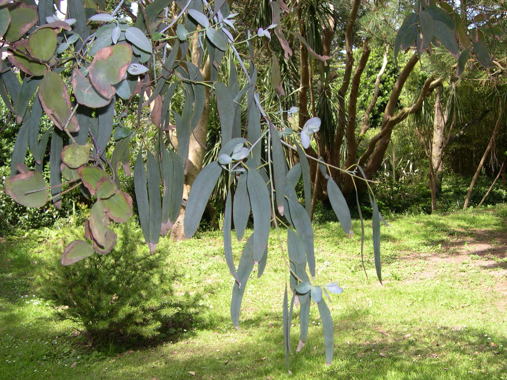 Afficher le média eucalyptus_perriniana2md eucalyptus_perriniana2md