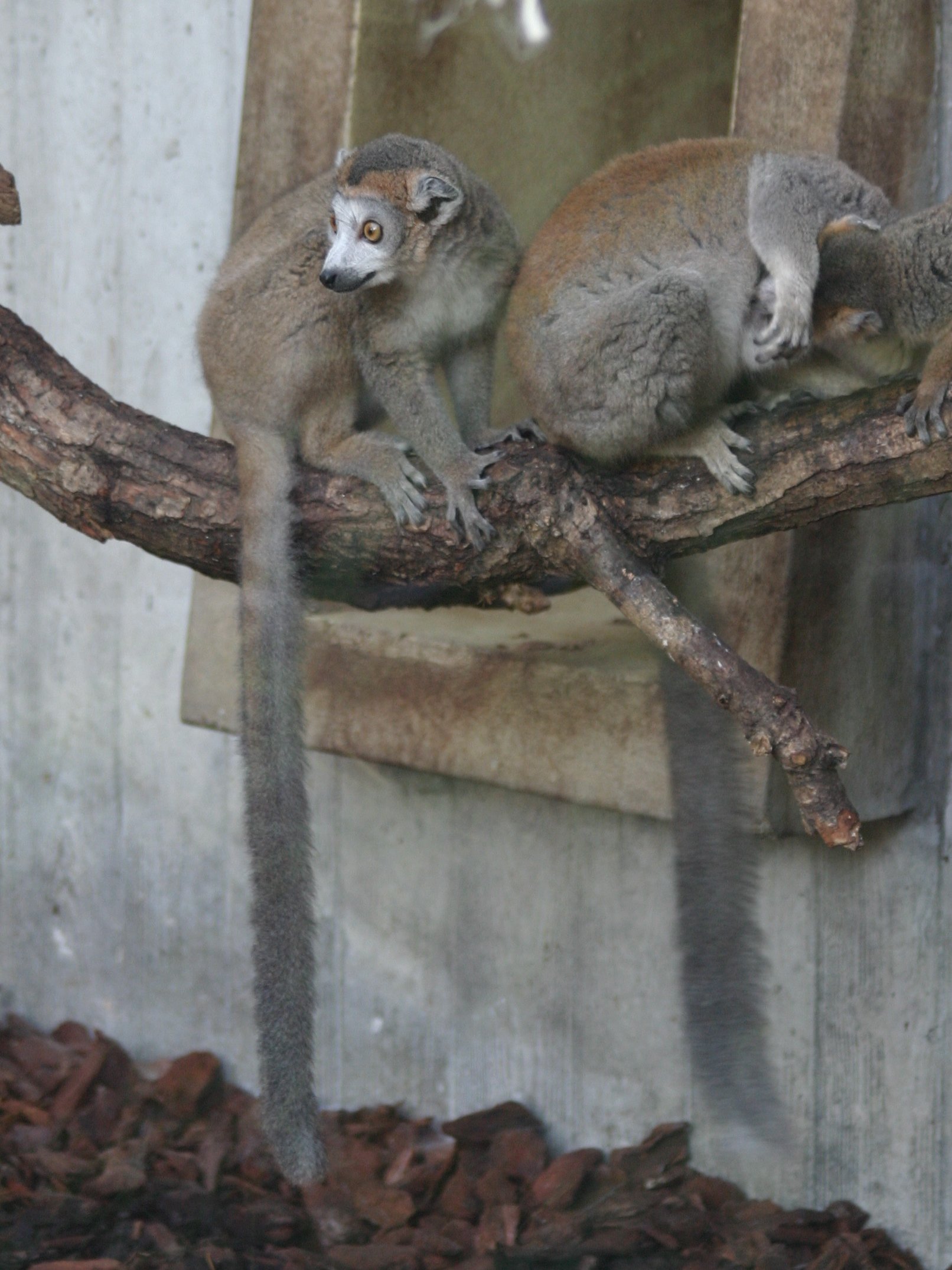 eulemur_coronatus2sd