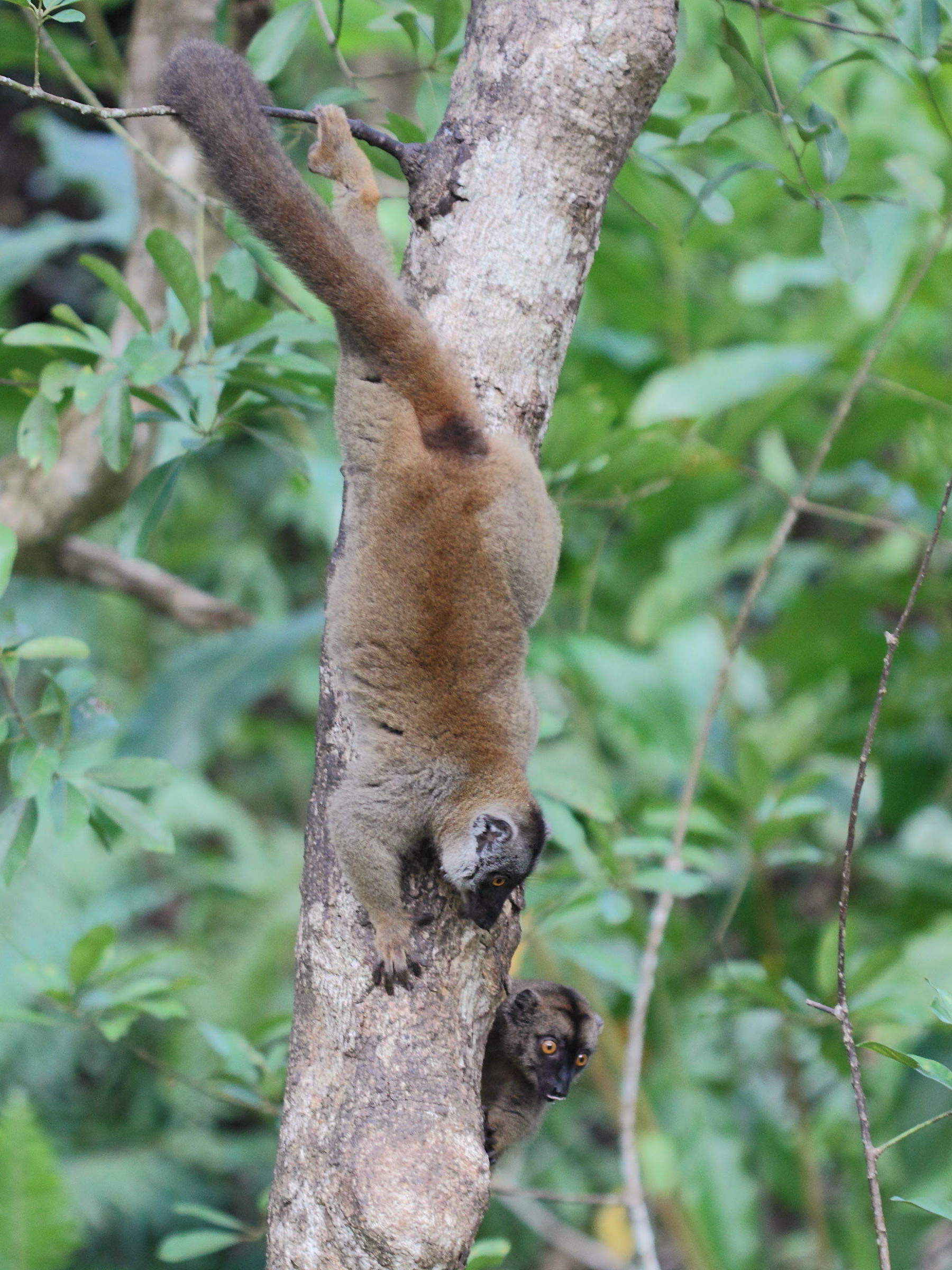 eulemur_fulvus_mayottensis4bd