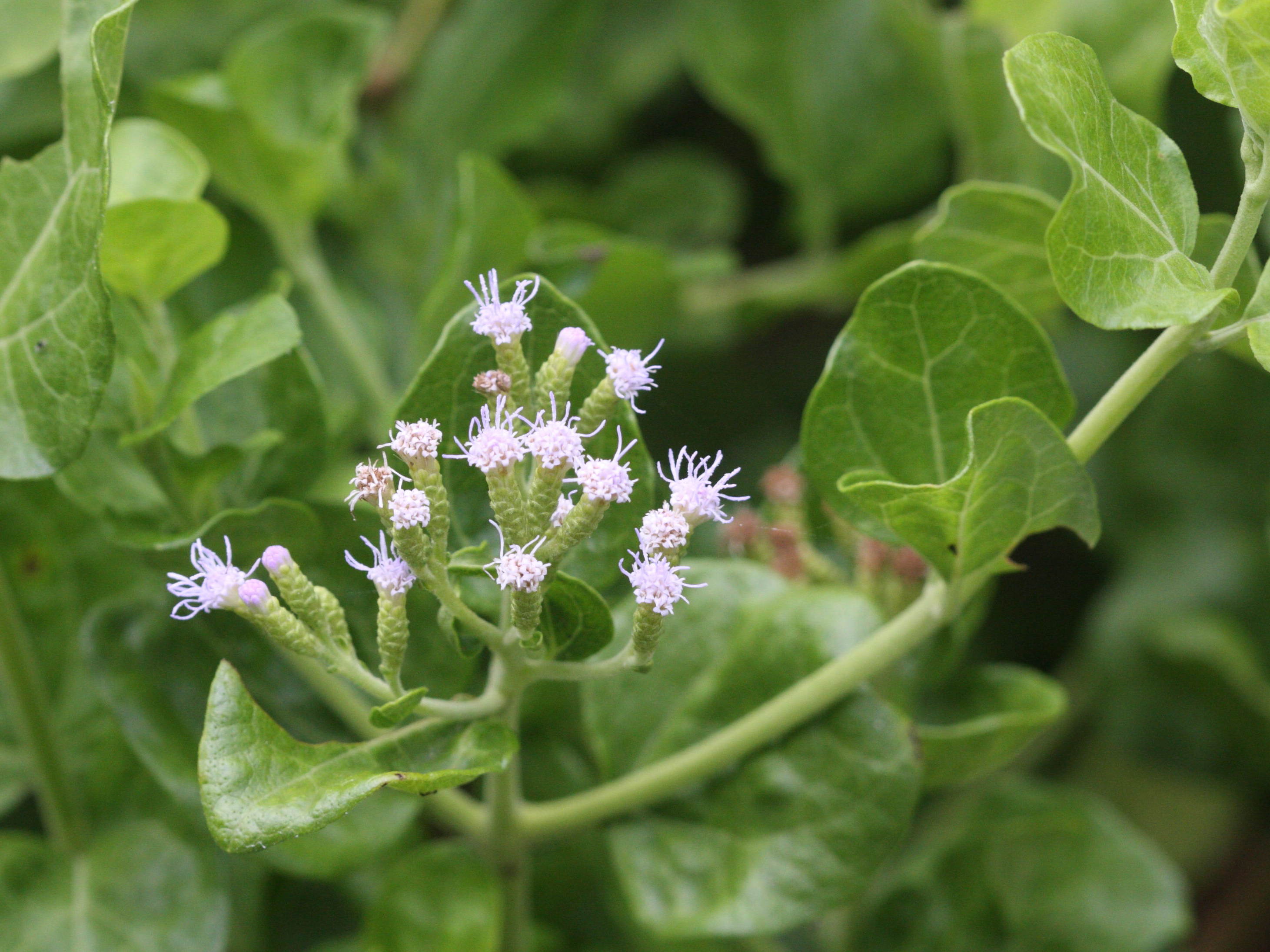 Afficher le média eupatorium_integrifolium3md eupatorium_integrifolium3md
