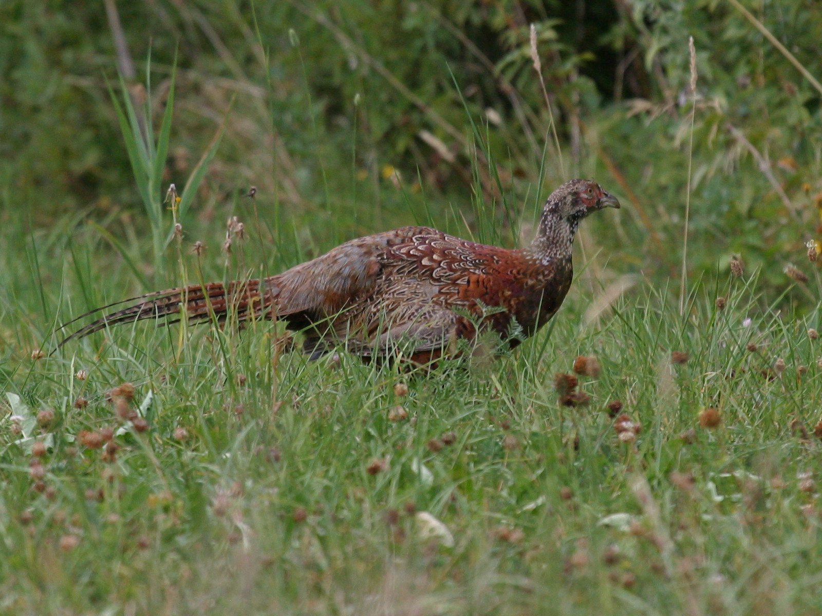 faisan_de_colchide_-_phasianus_colchicus3bd