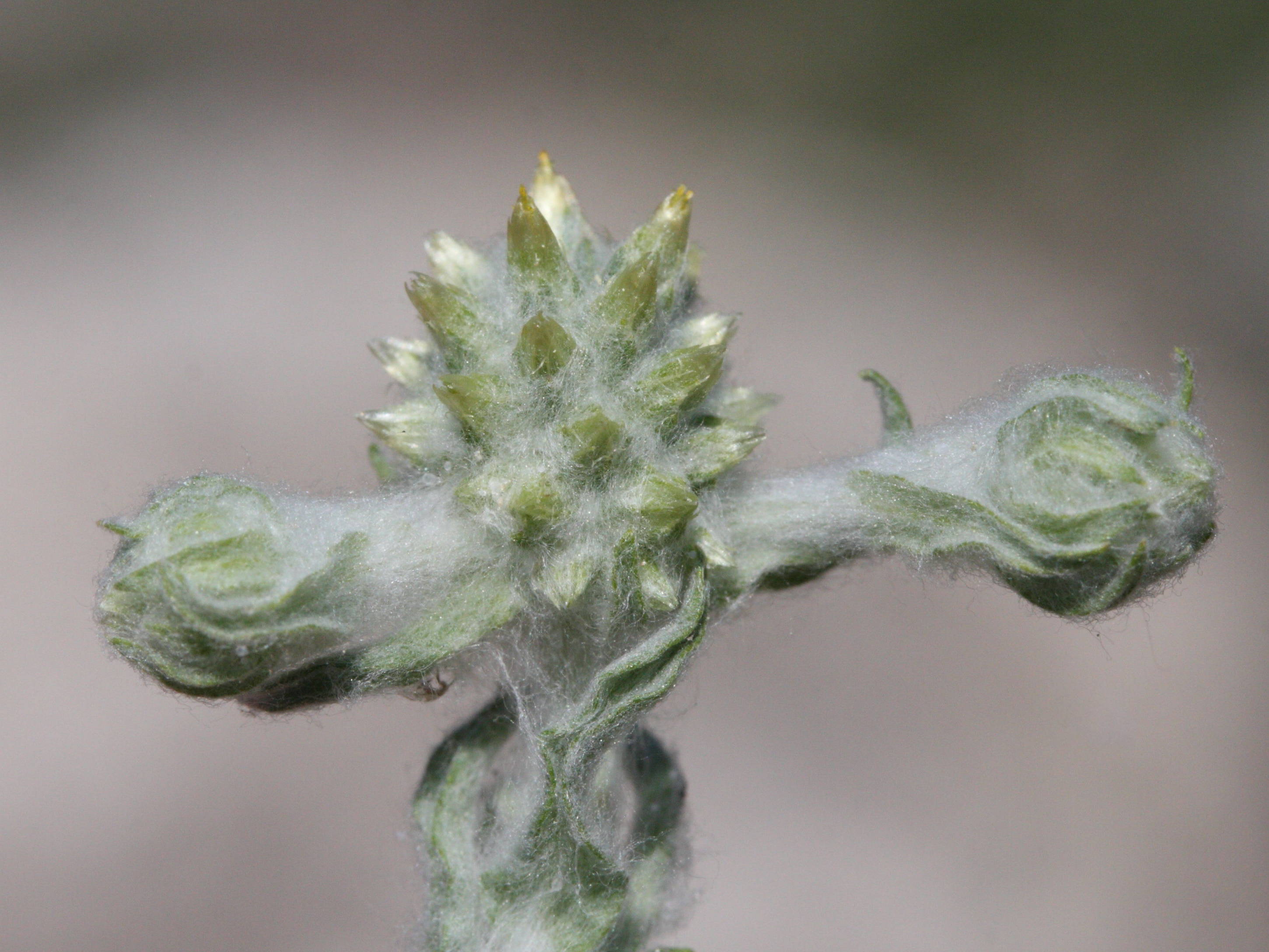 filago_eriocephala2md