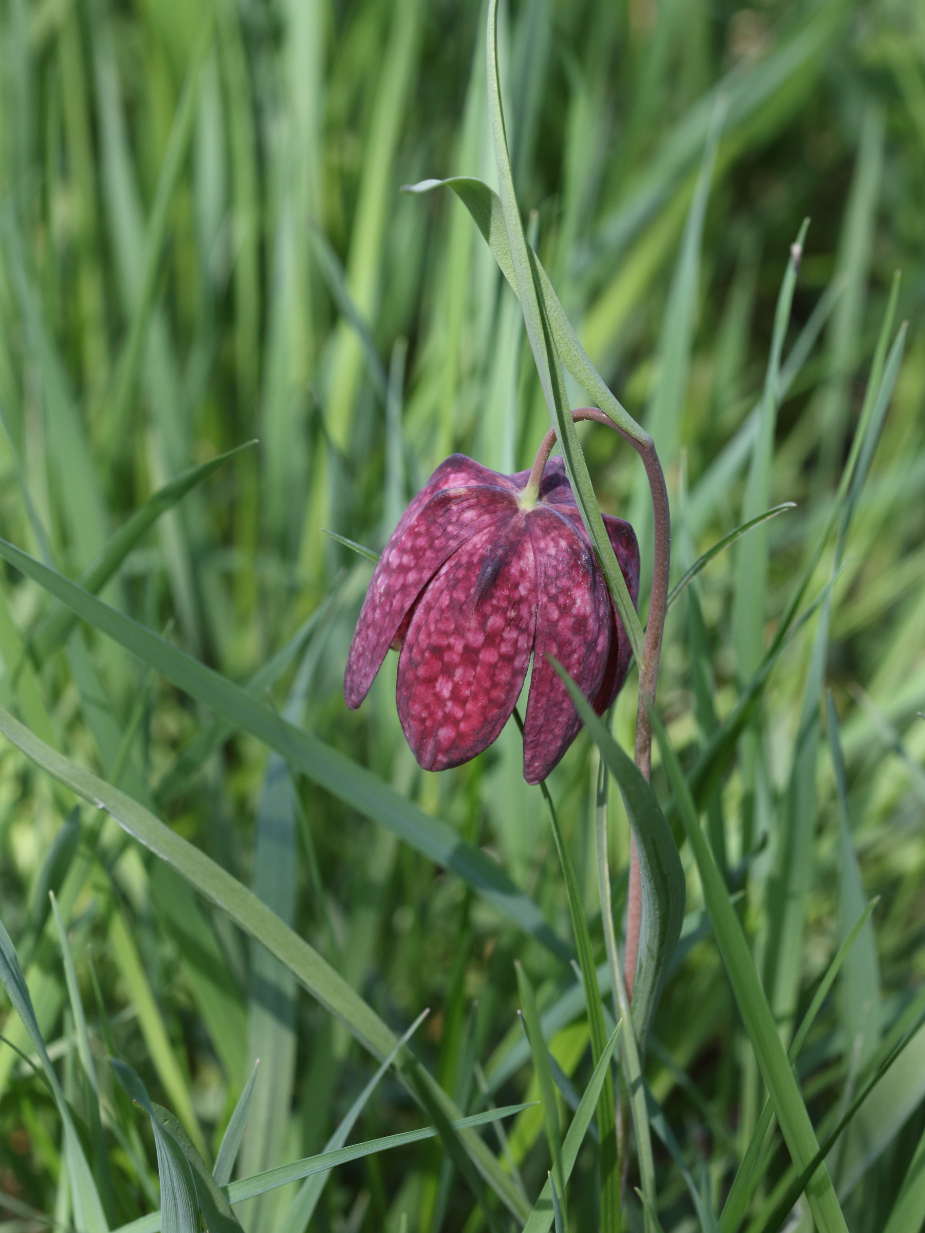 fritillaria_meleagris2sd