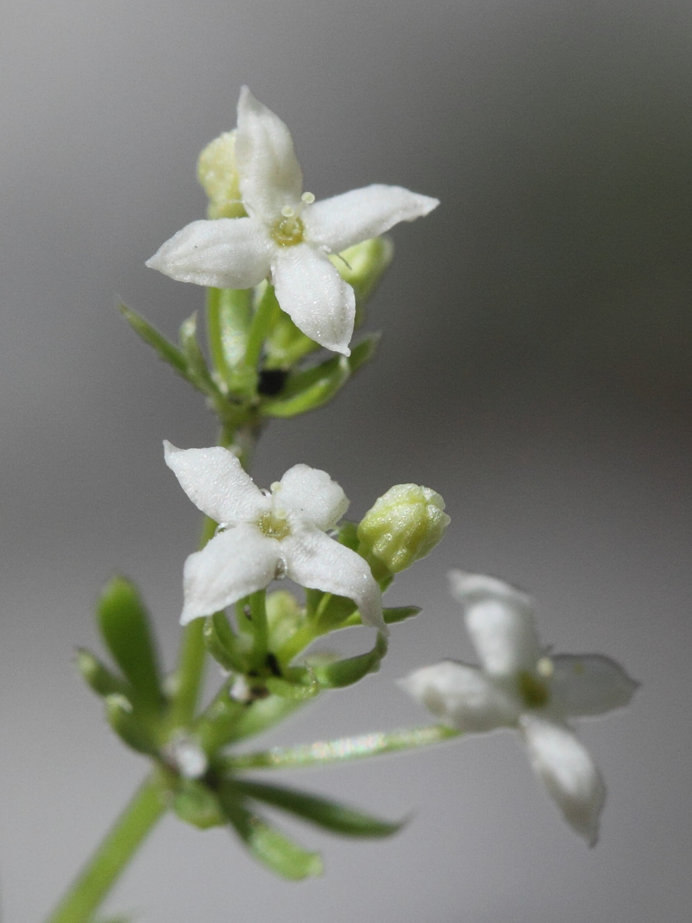Afficher le média galium_pumilum3md galium_pumilum3md