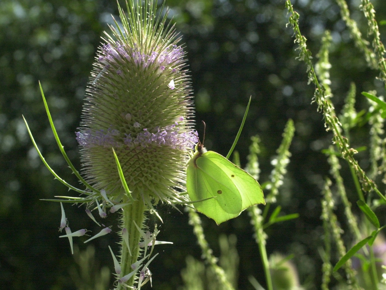 gonepteryx_rhamni3bd